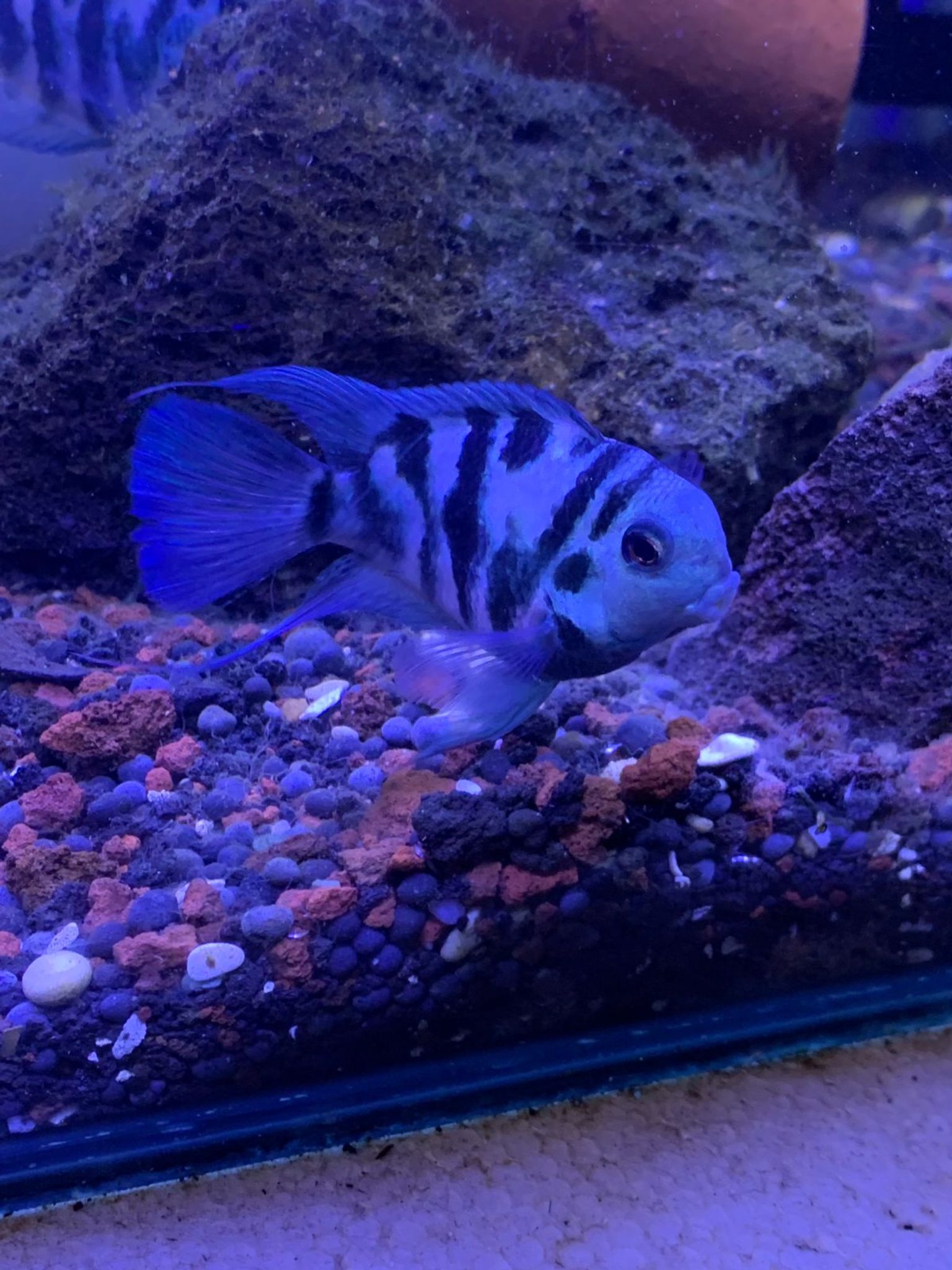 Cichlid Polar Blue Parrot