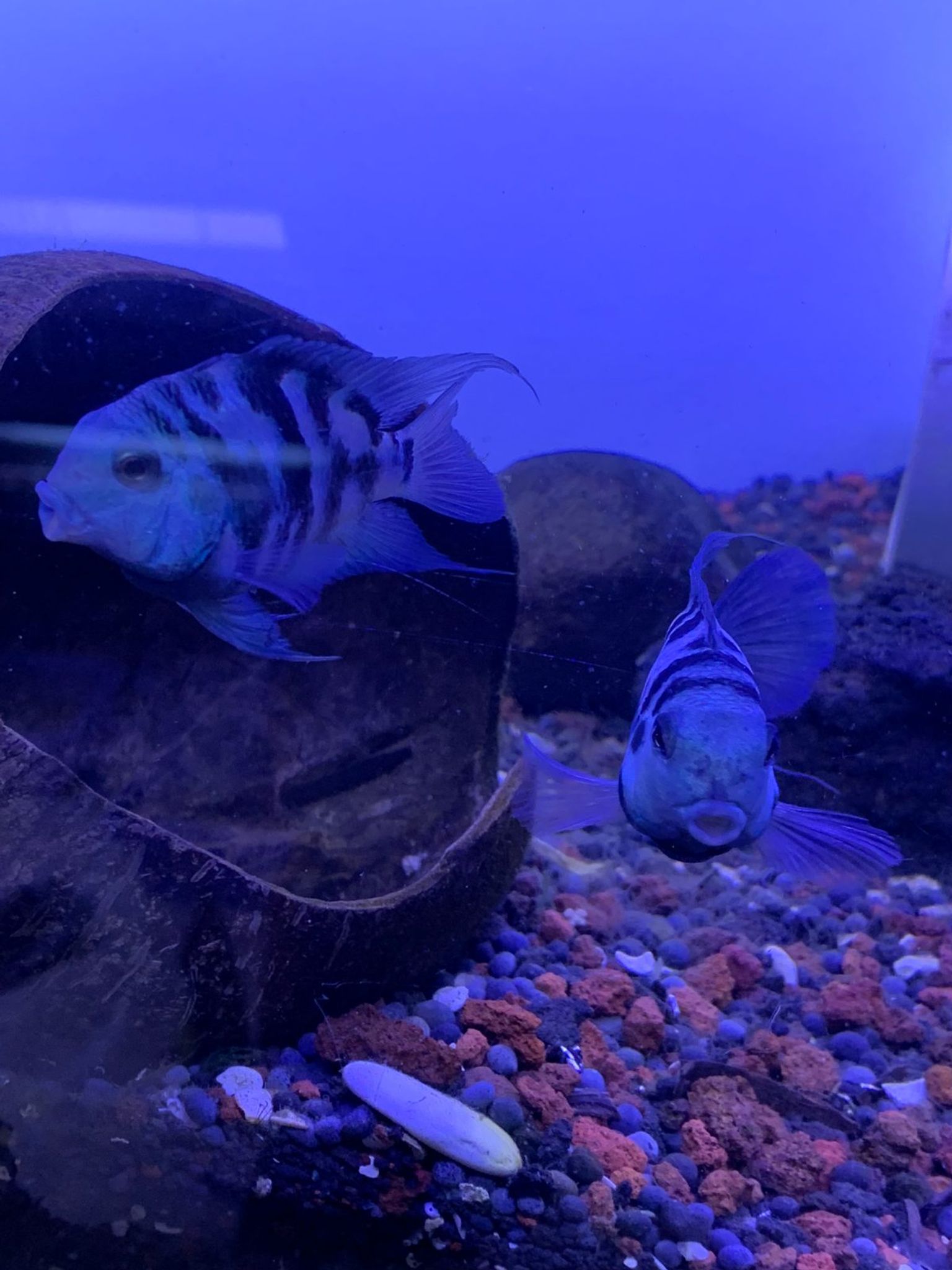 Cichlid Polar Blue Parrot