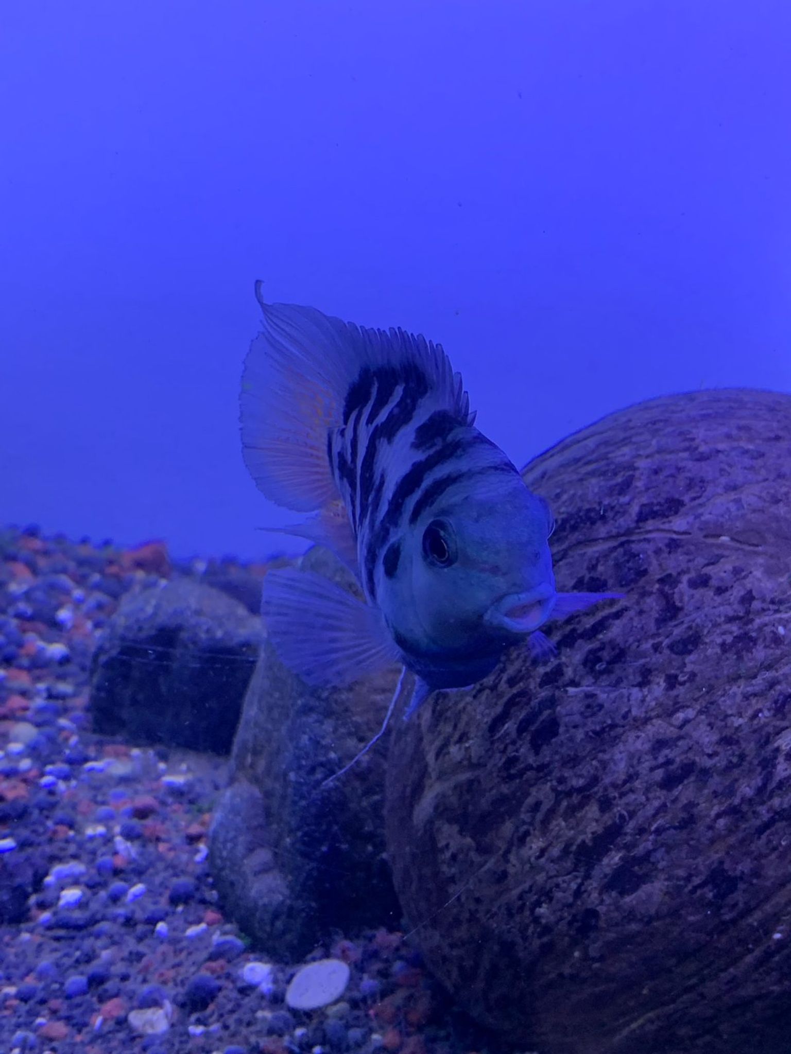 Cichlid Polar Blue Parrot