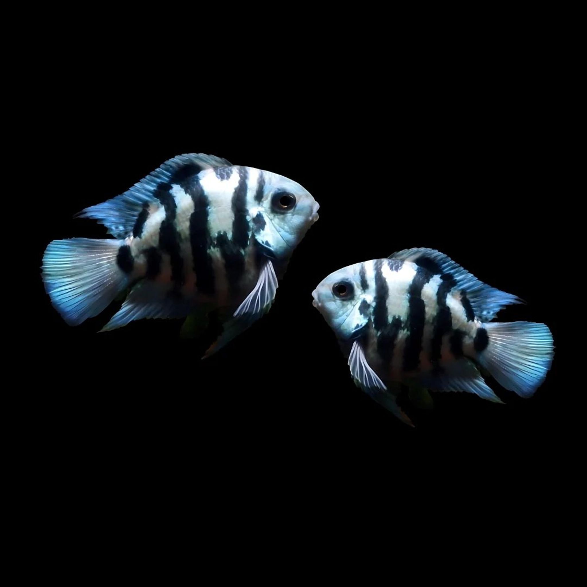 Cichlid Polar Blue Parrot