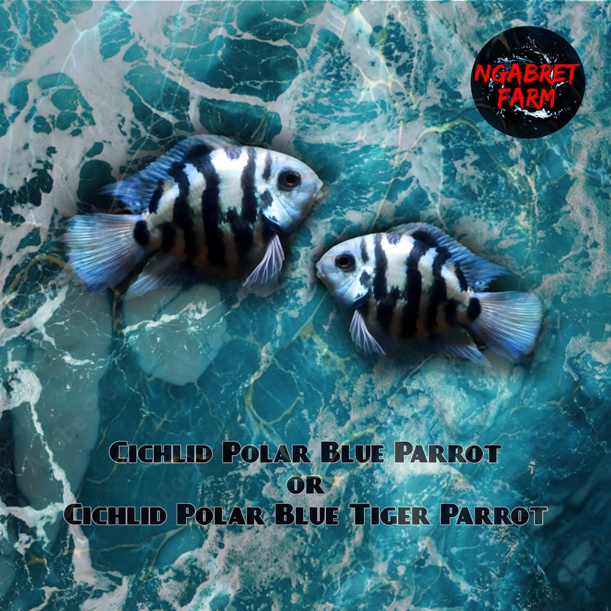 Cichlid Polar Blue Parrot