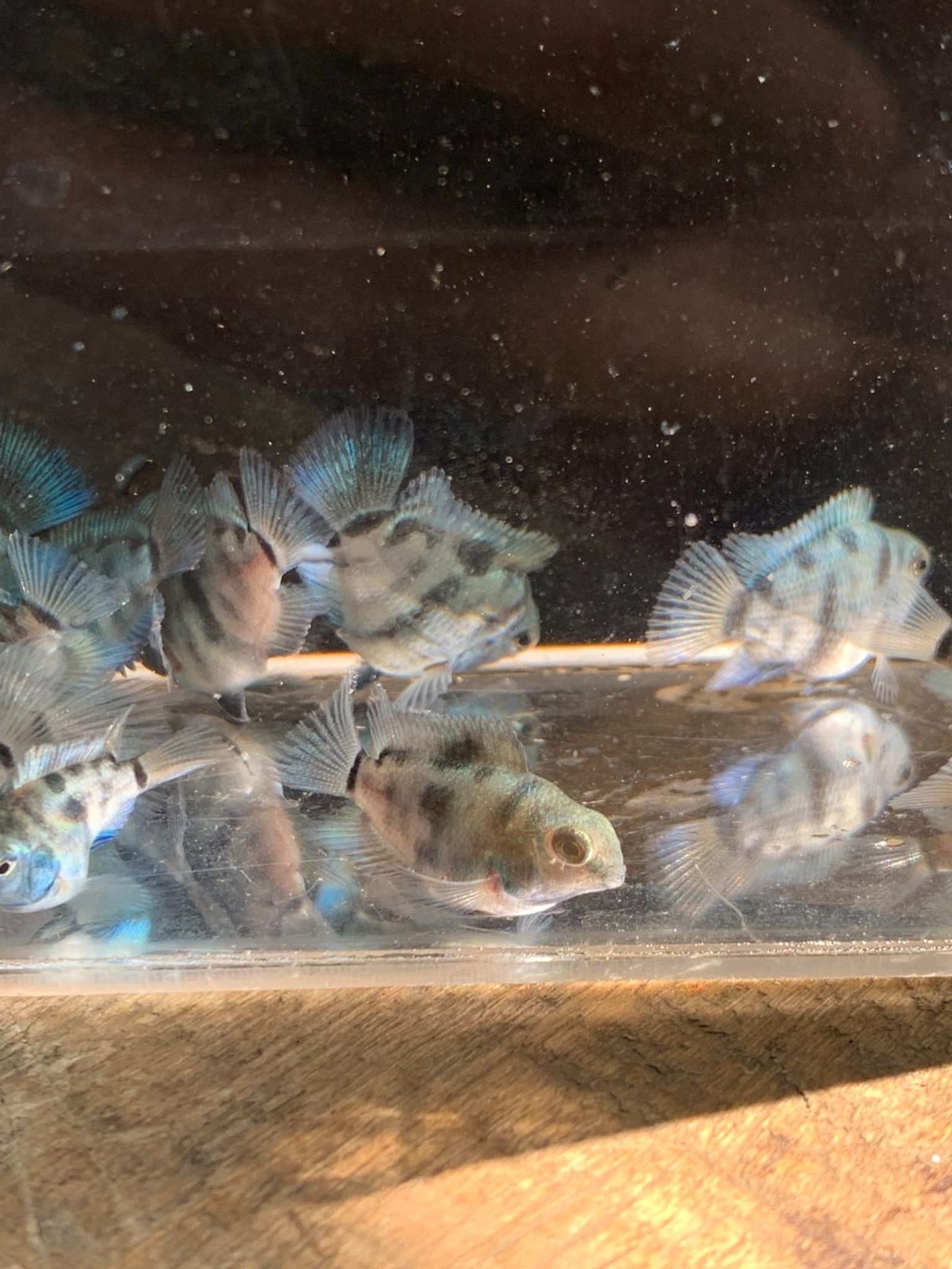 Cichlid Polar Blue Parrot
