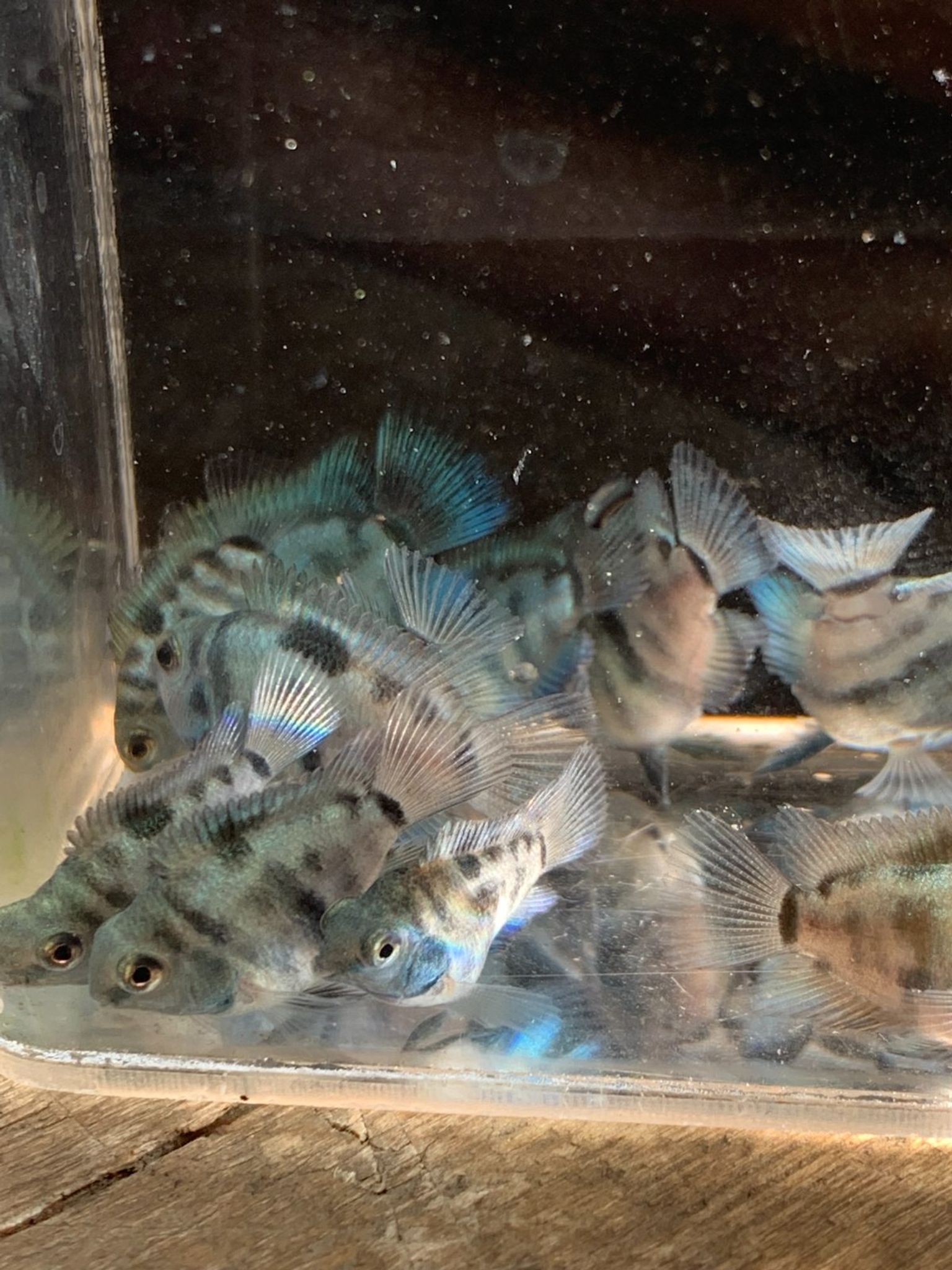 Cichlid Polar Blue Parrot