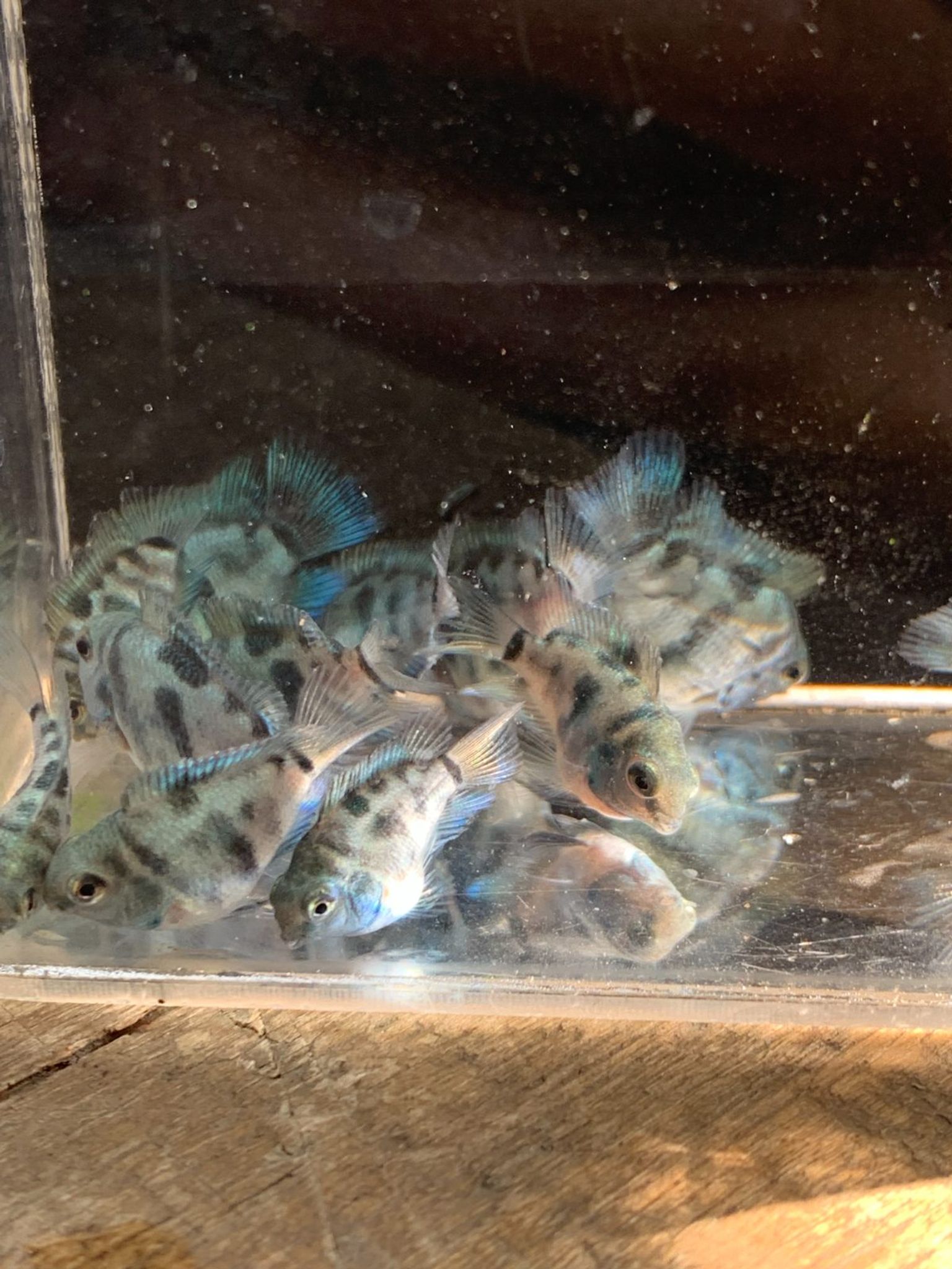 Cichlid Polar Blue Parrot