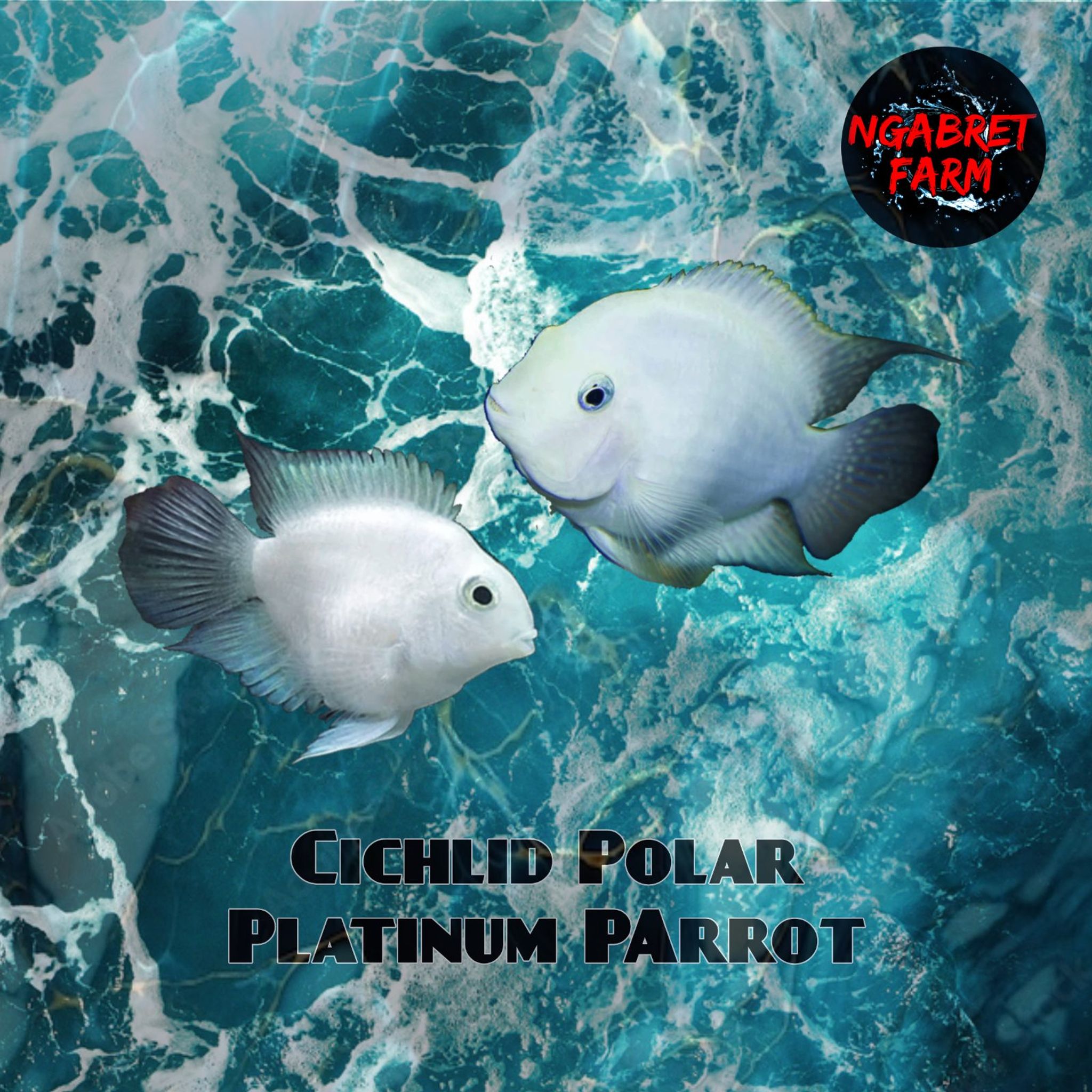 Cichlid Polar Platinum Parrot