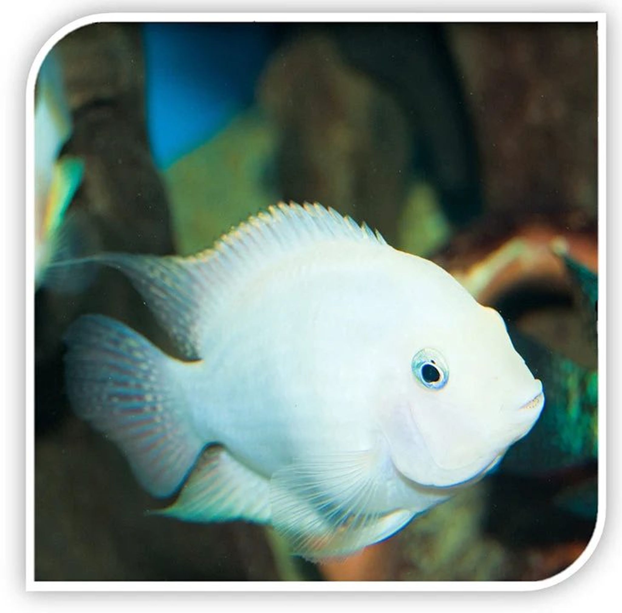 Cichlid Polar Platinum Parrot