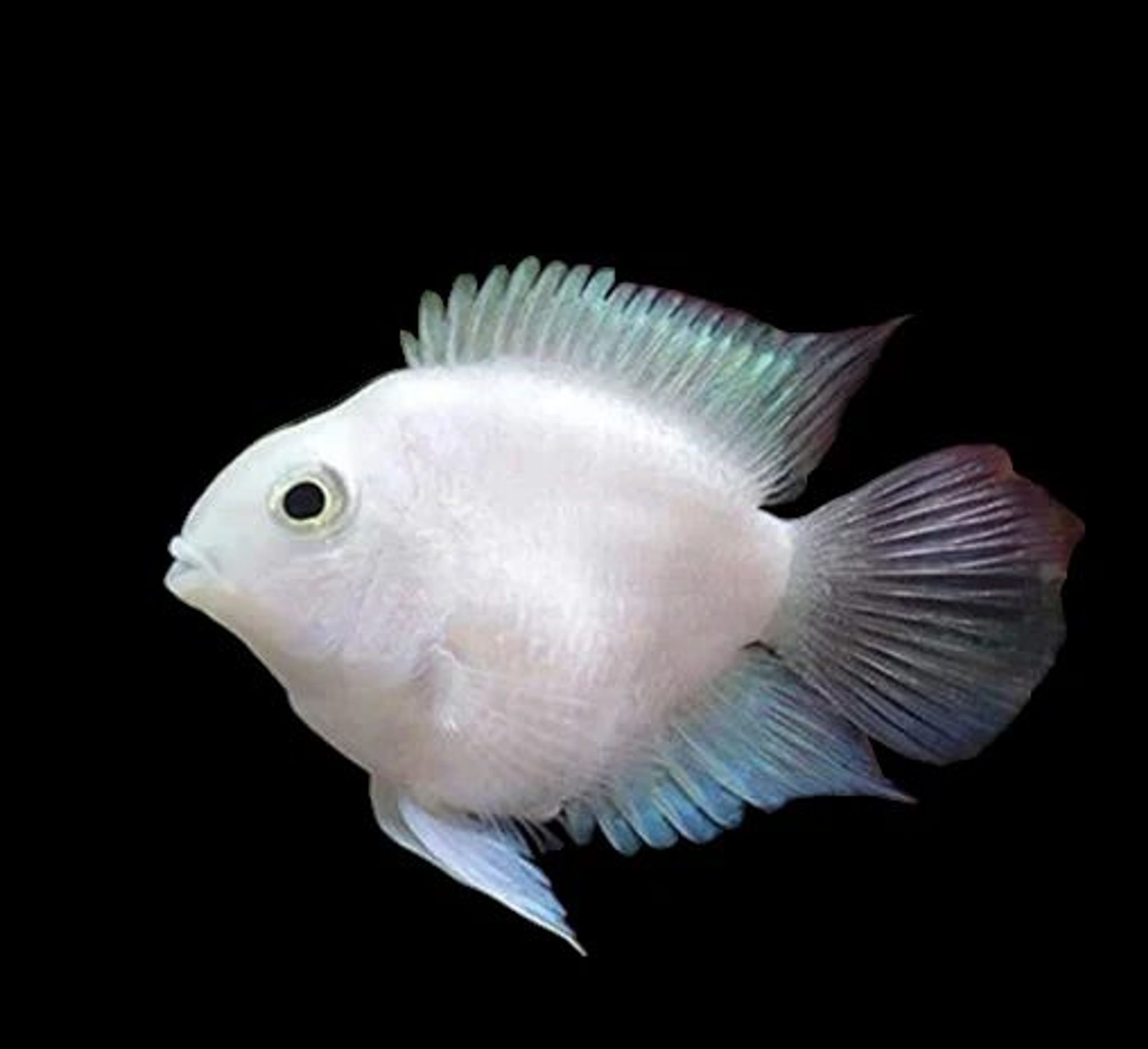 Cichlid Polar Platinum Parrot