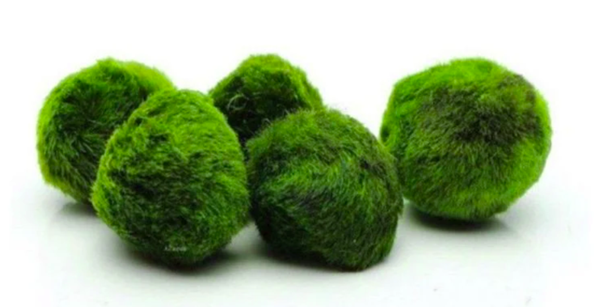 Cladophora Aegagropila 'Marimo'