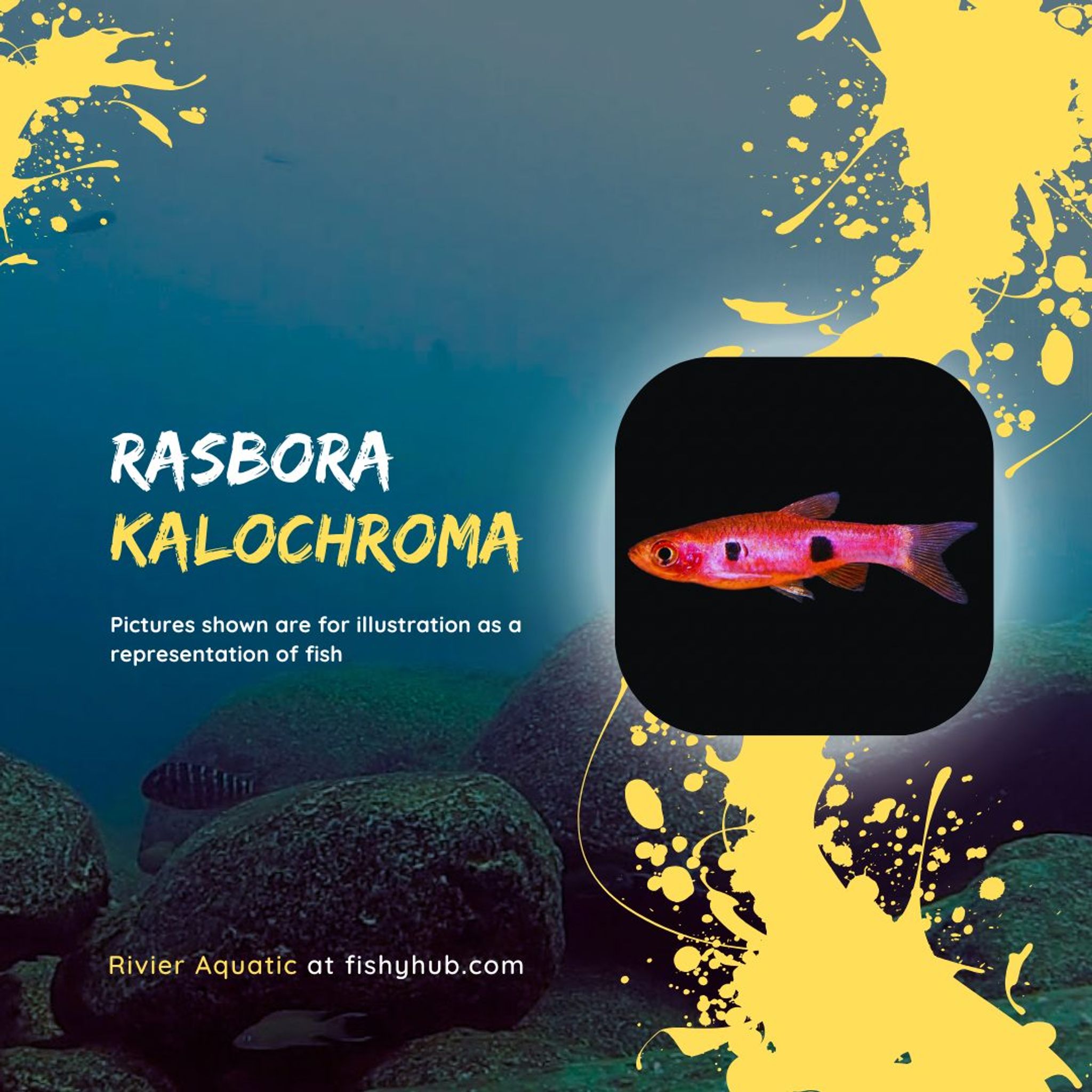 Clown Rasbora (Rasbora Kalochroma)