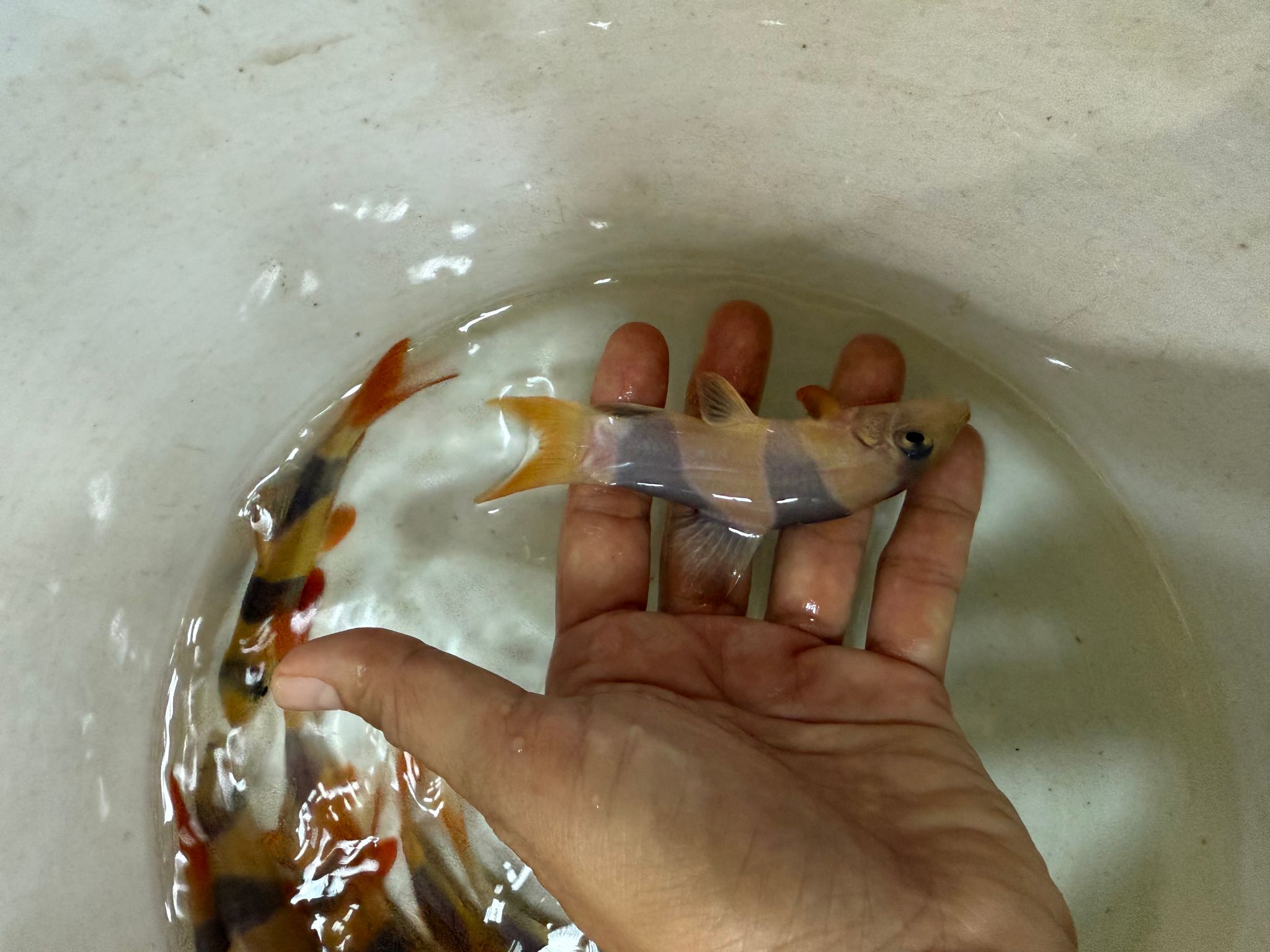 Clown loach 10cm