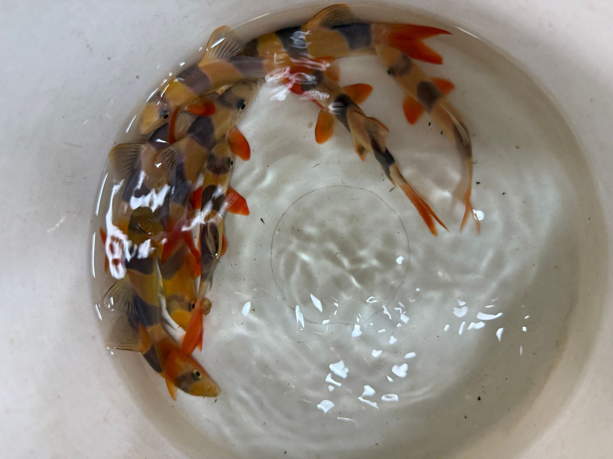 Clown loach 10cm