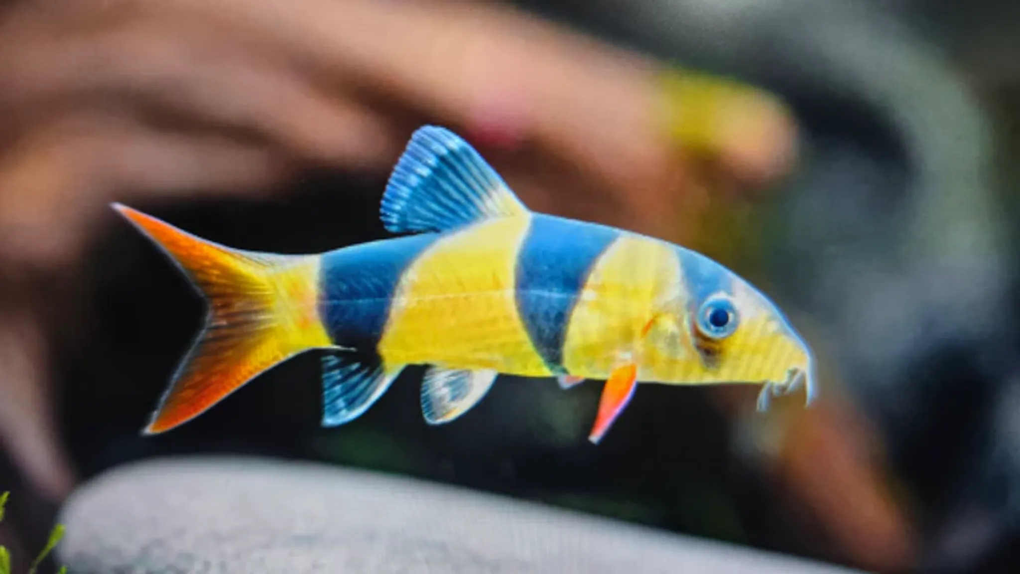 Clown loach 4cm- 10cm