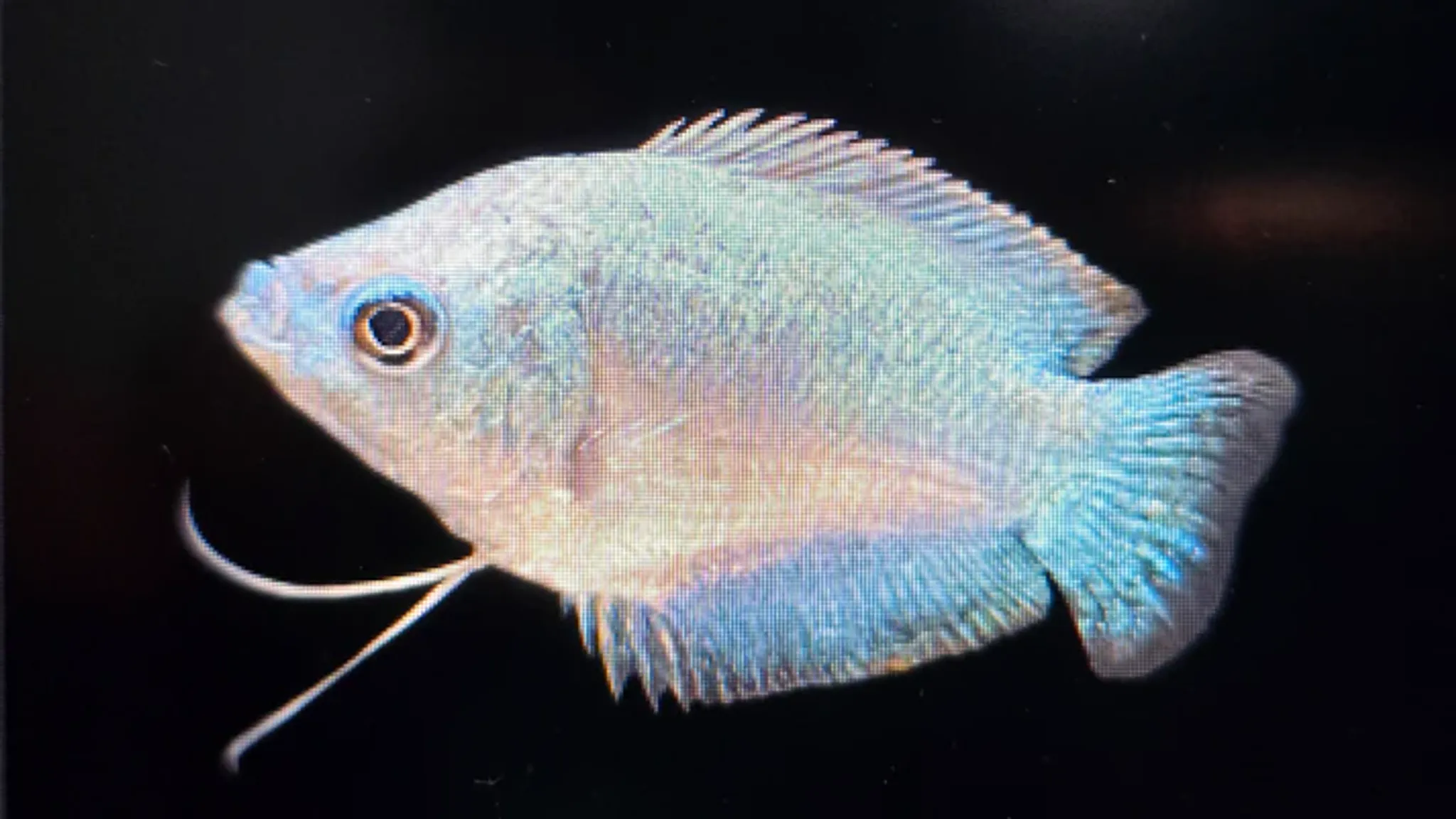 Cobalt Blue Gourami 4cm