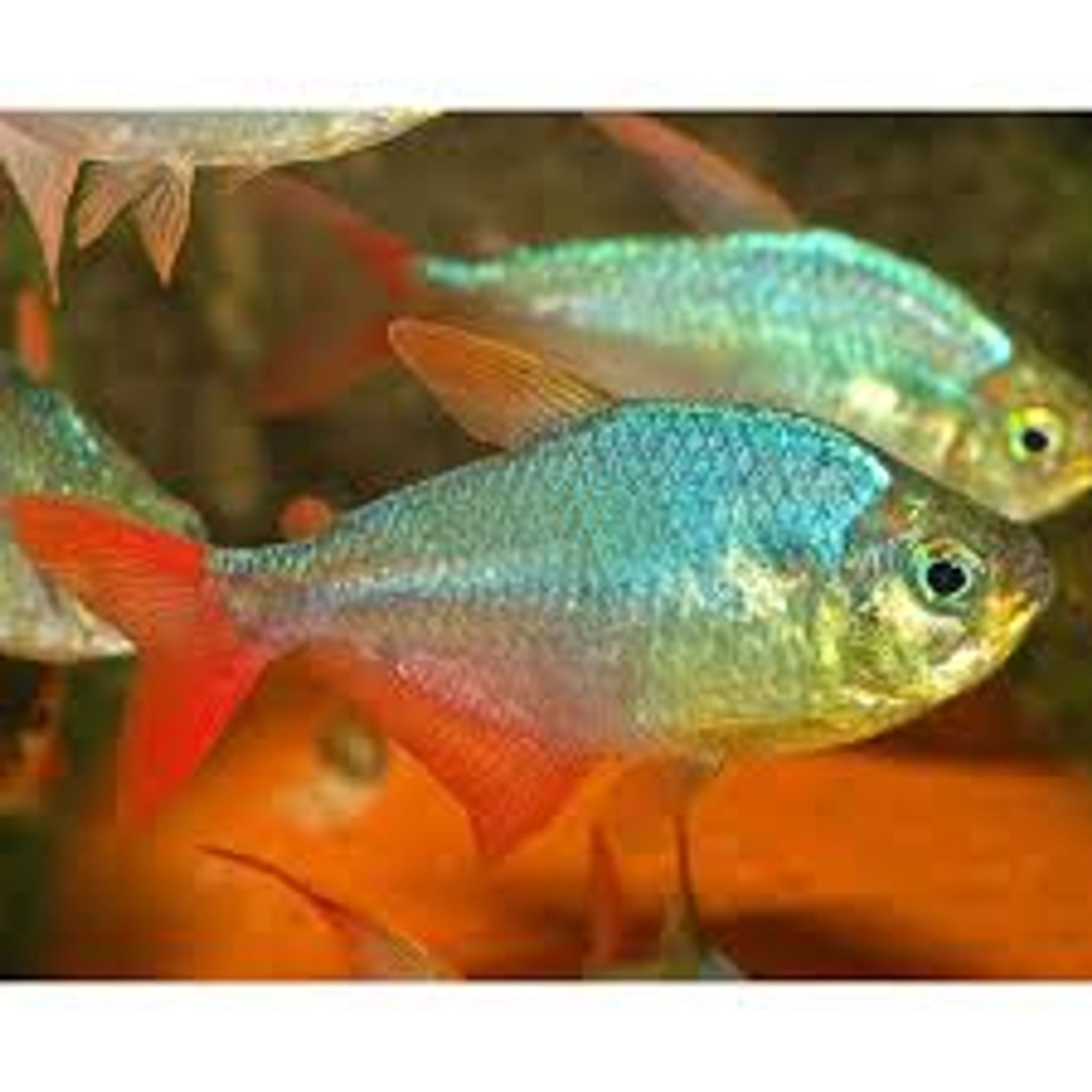 Colombia Red Fin Tetra M