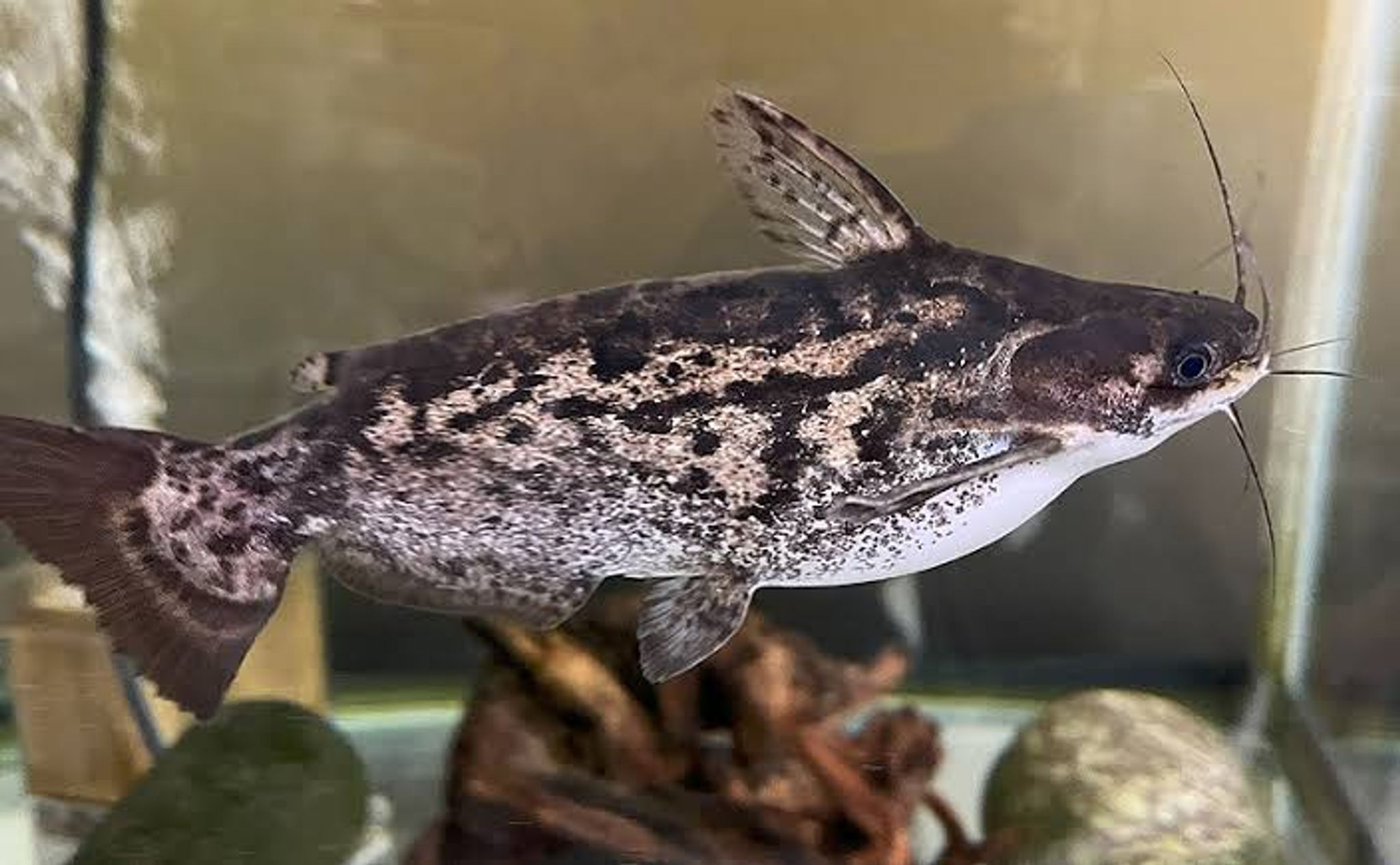Colombia Wood Catfish