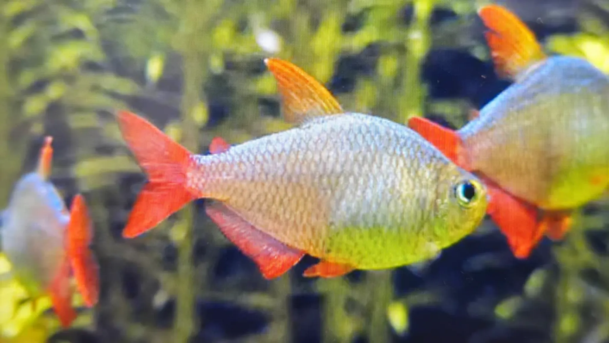 Colombian tetra 3cm
