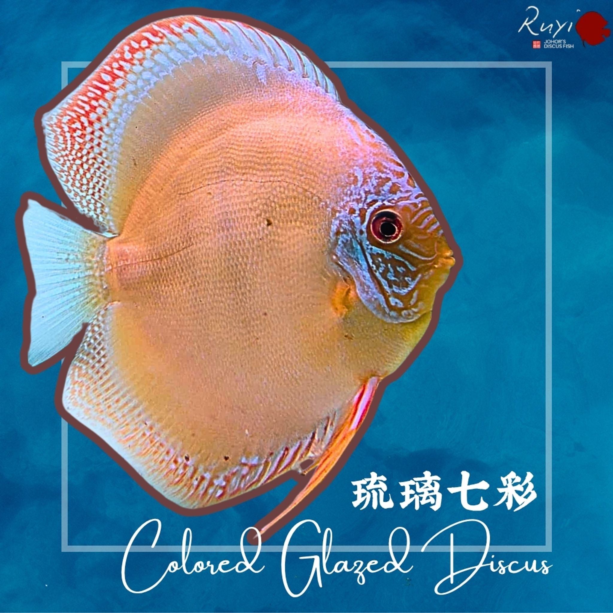 Colored Glazed Discus
