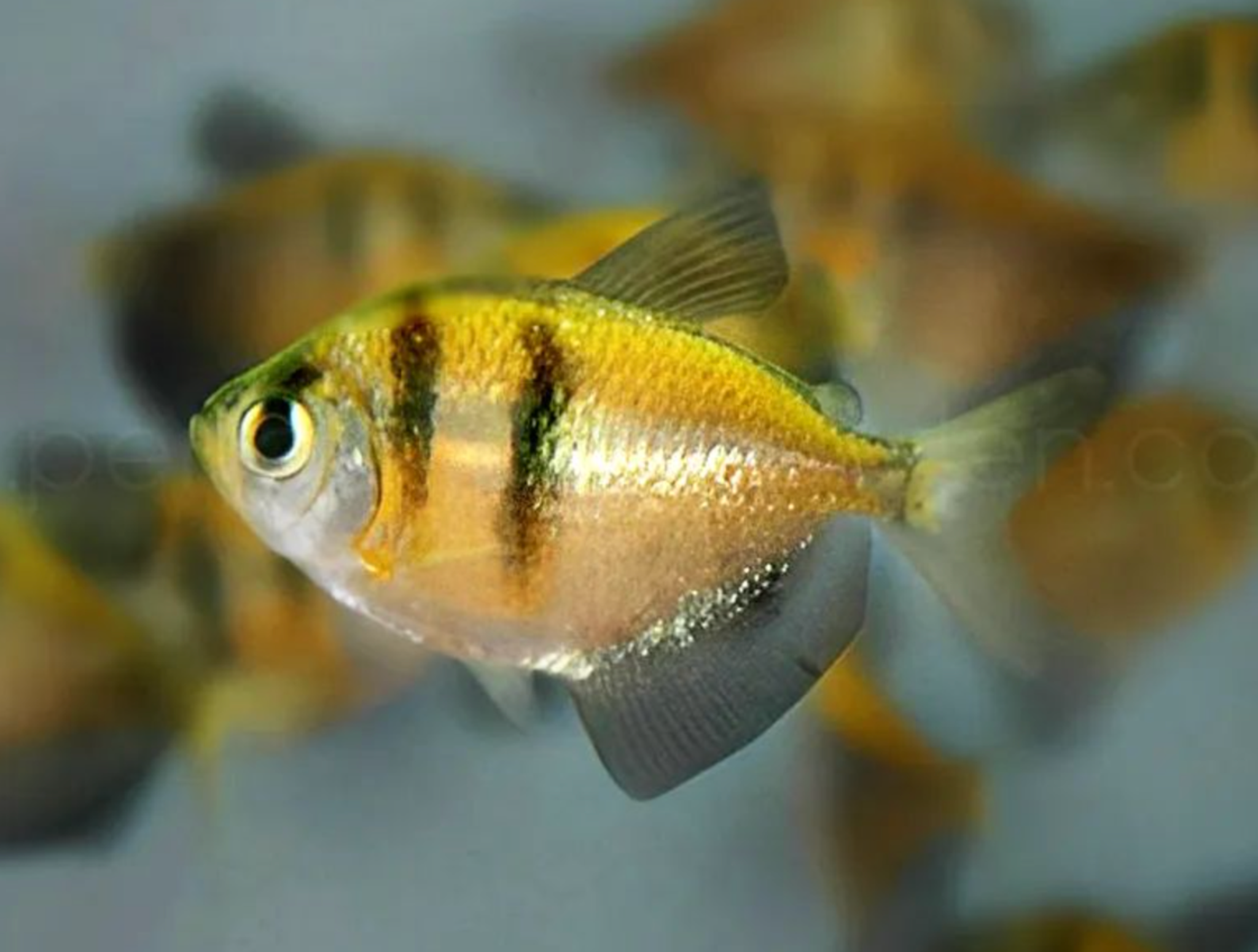 Colored Tiger Tetra