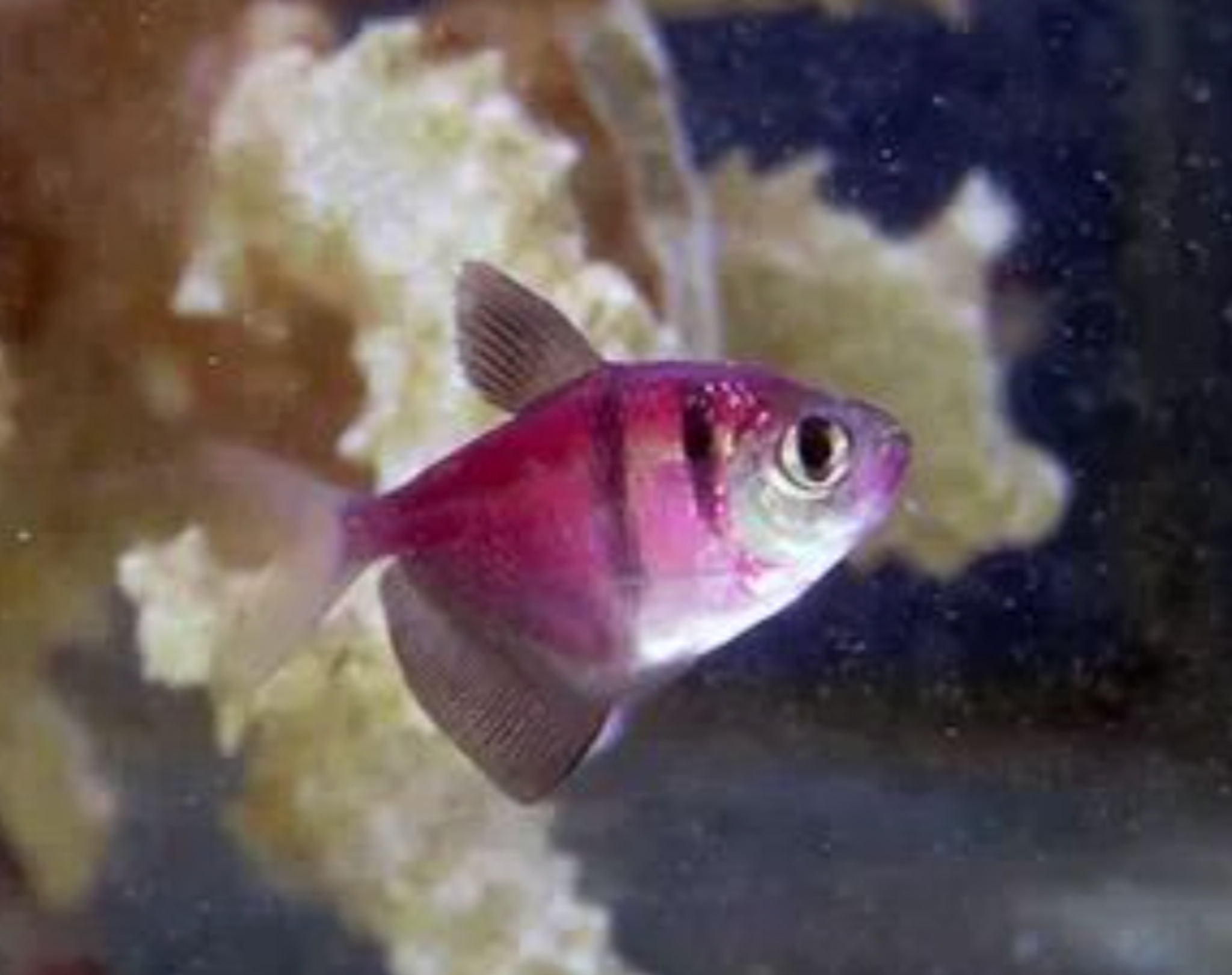 Colored Tiger Tetra