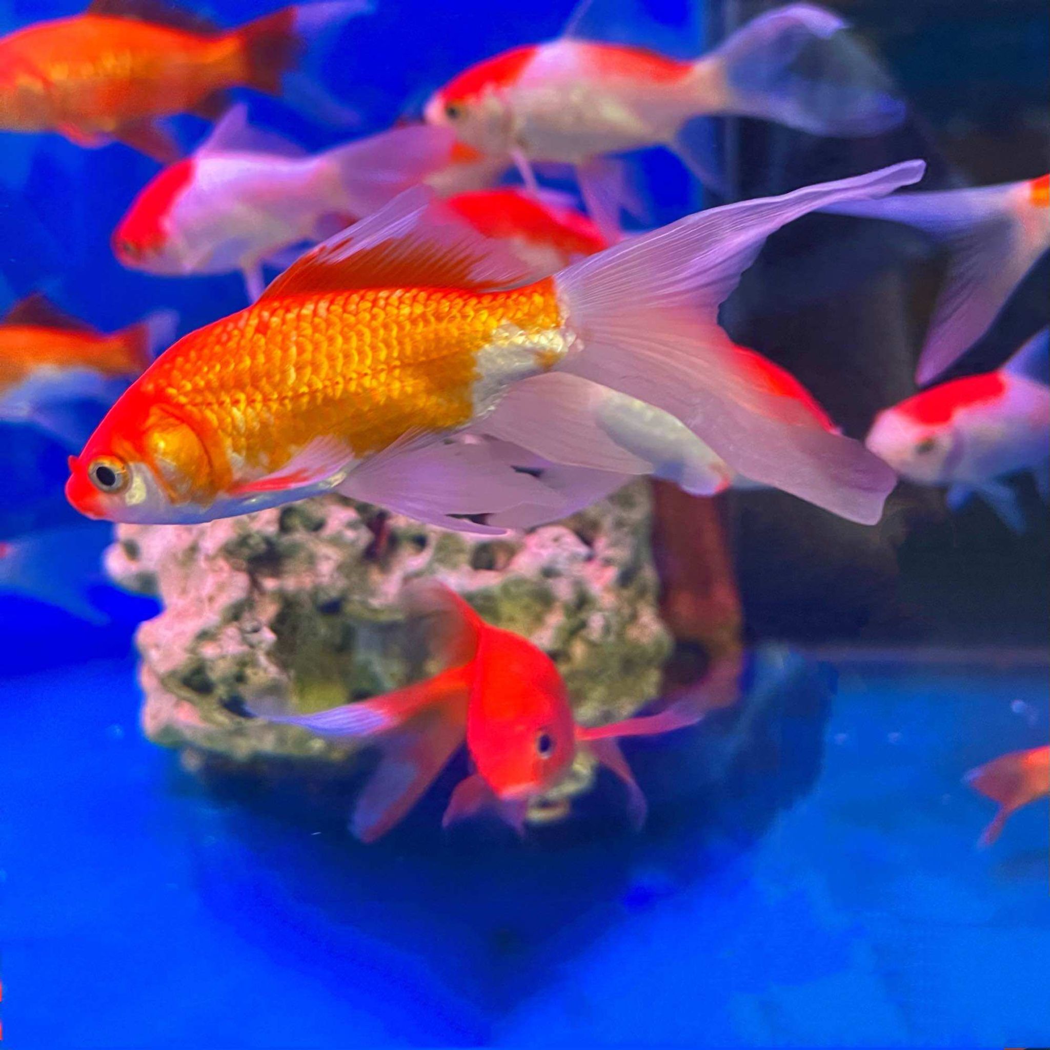 Comet Goldfish