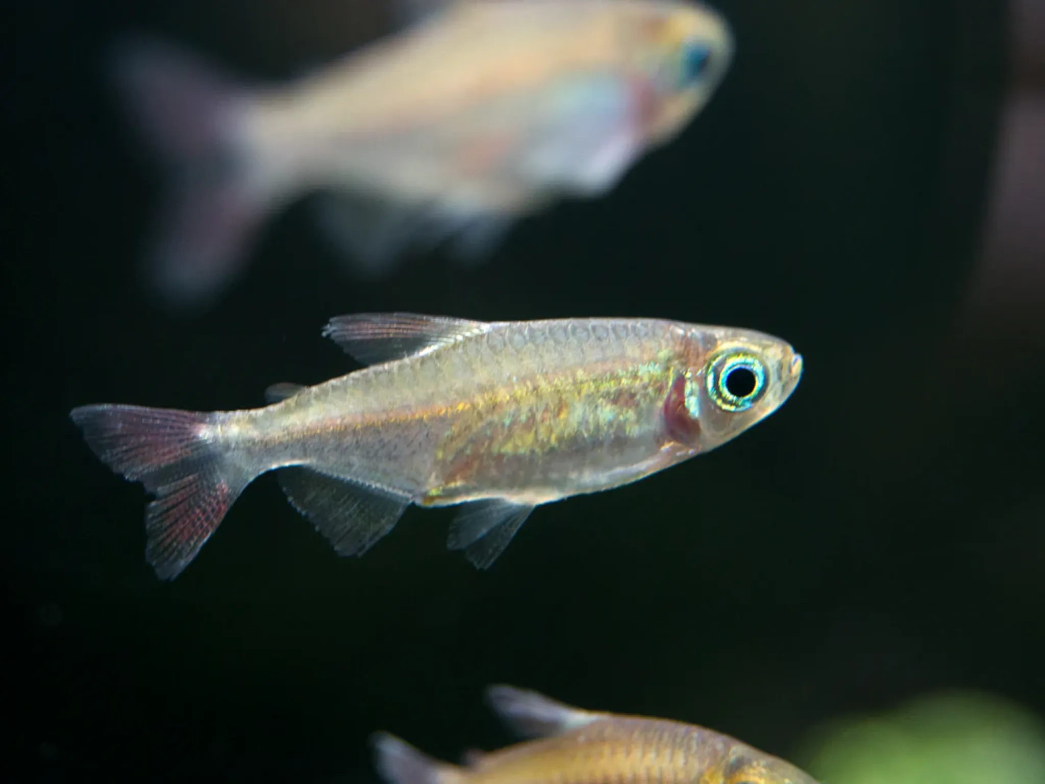 Congo Tetra