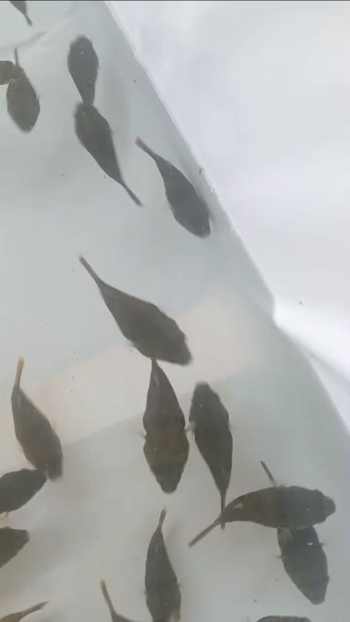 Congo spotted puffer (Tetraodon schoutedeni)