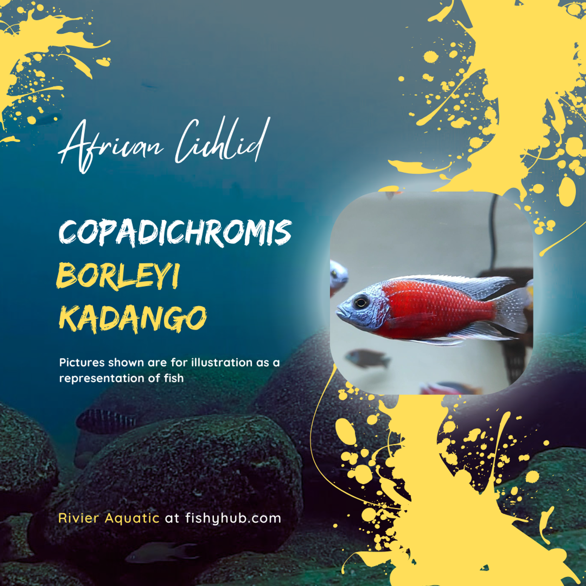 Red Fin Kadango (Copadichromis Borleyi)