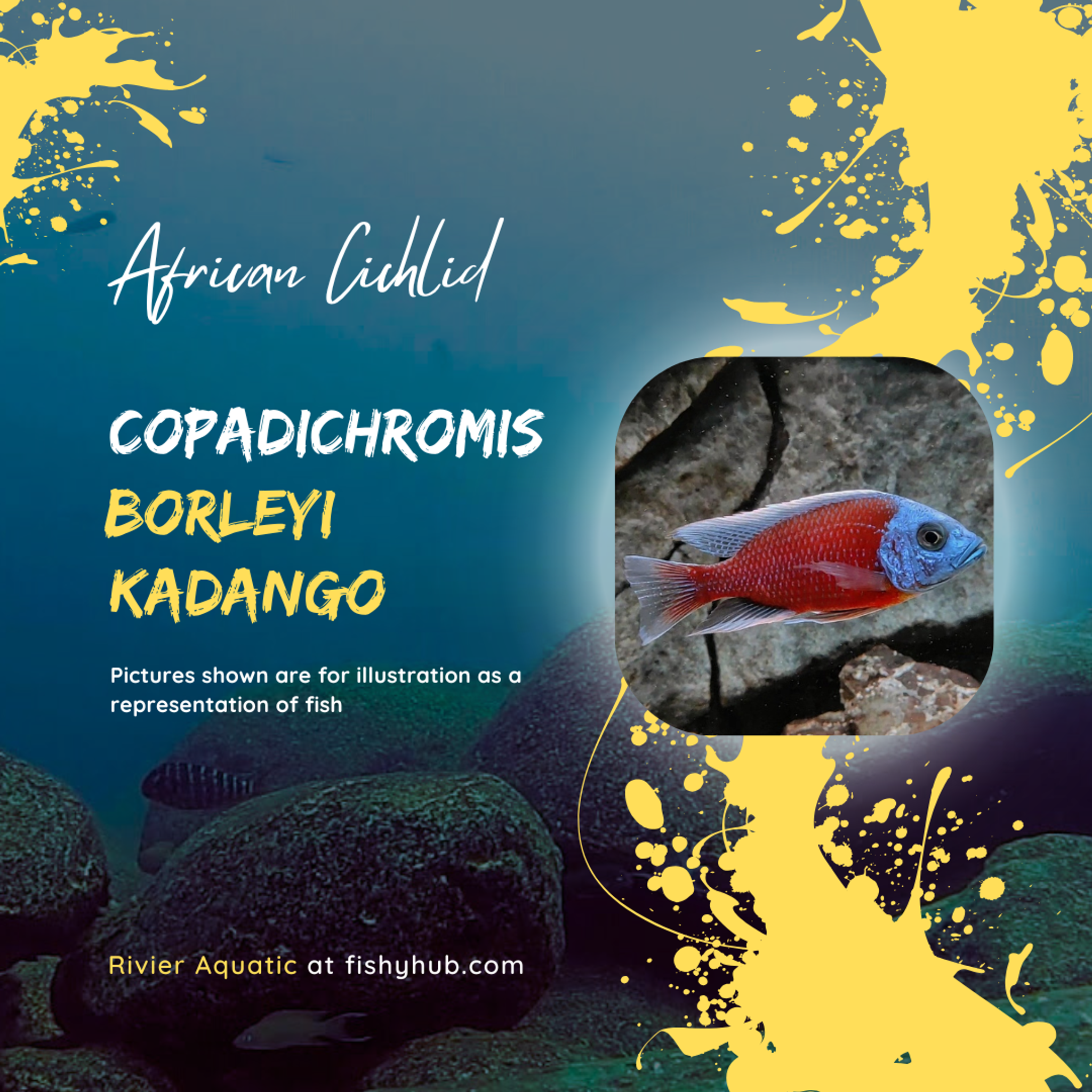 Red Fin Kadango (Copadichromis Borleyi)