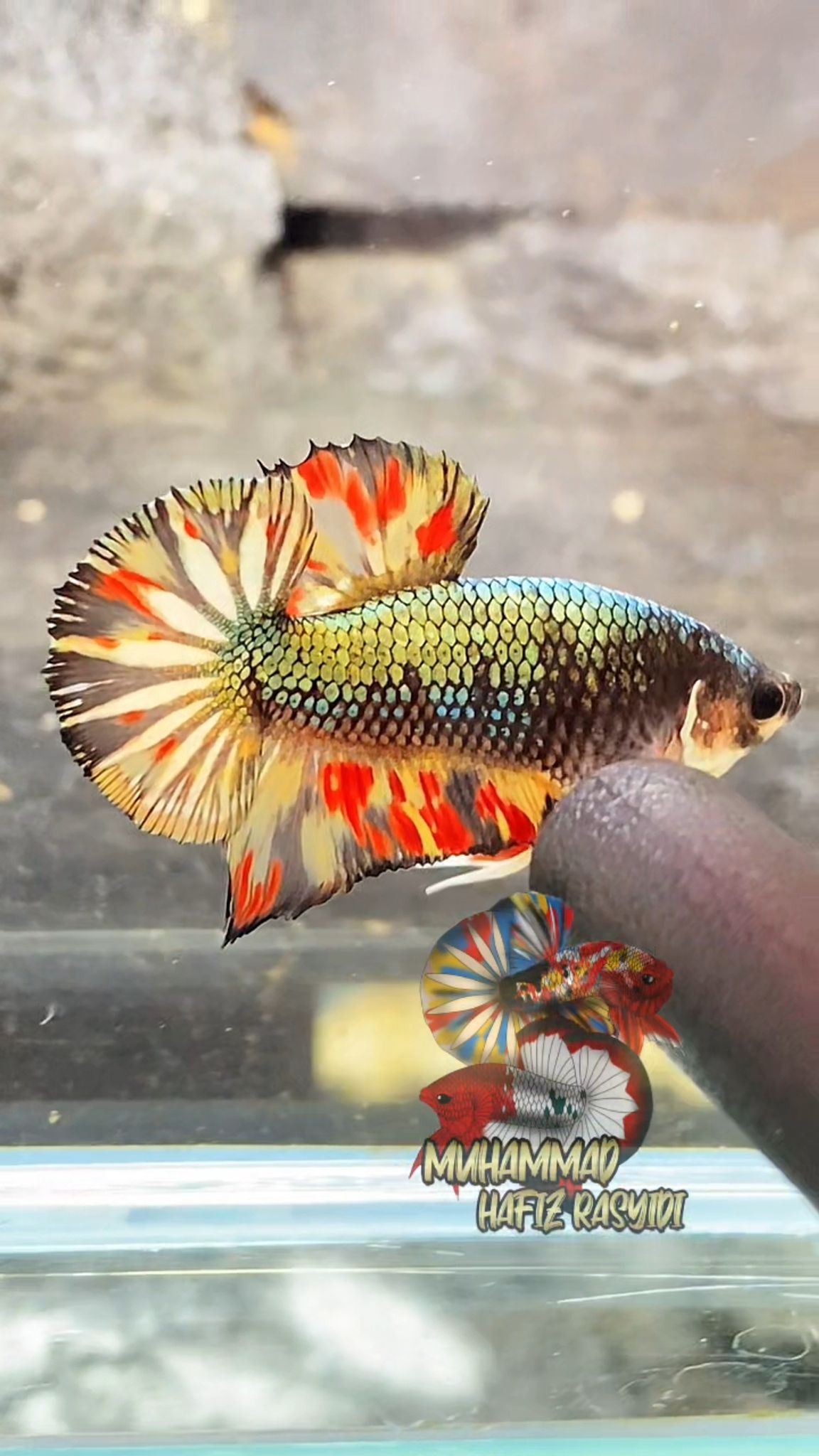 Copper Aoc