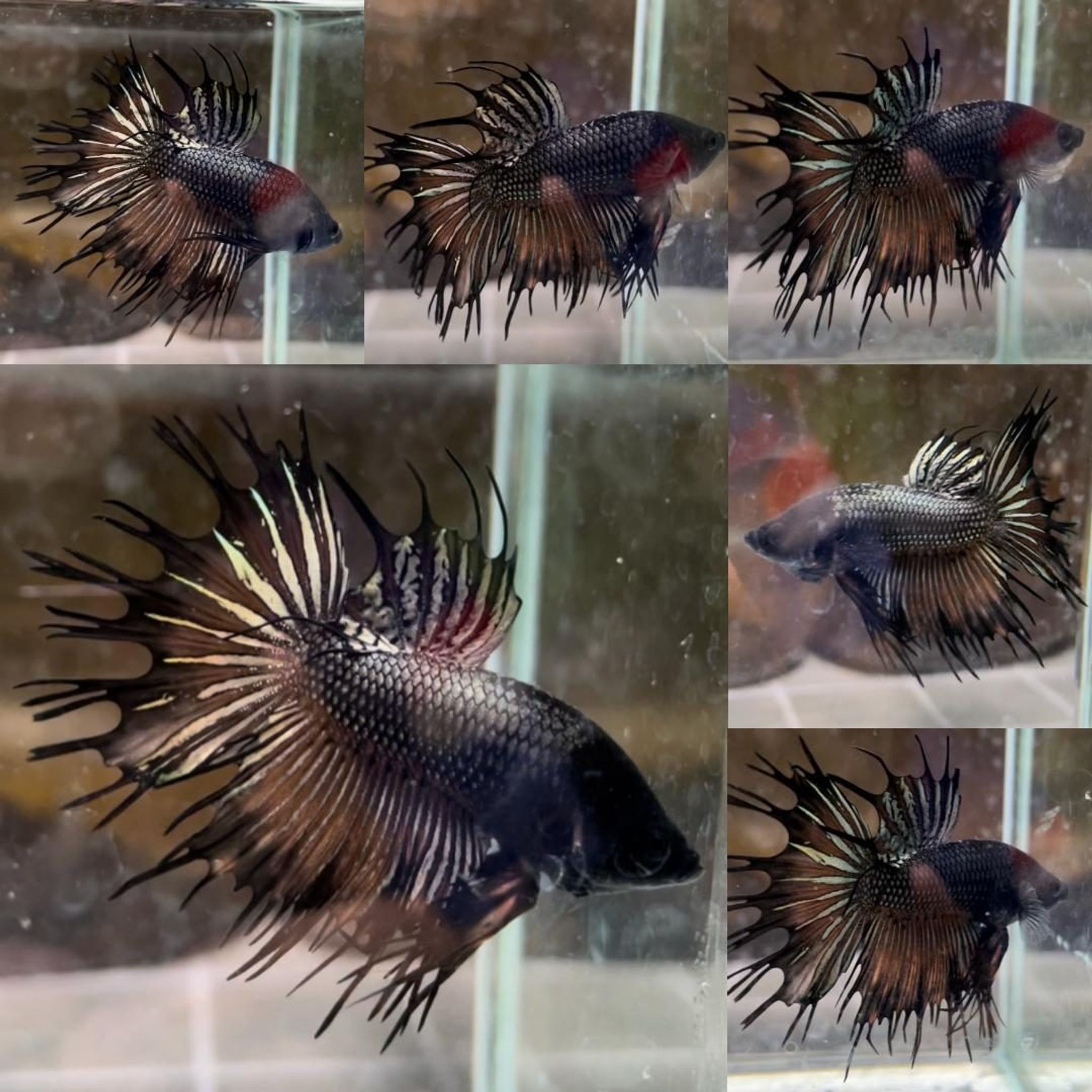 Copper Gold Crowntail Wild Betta (Male)