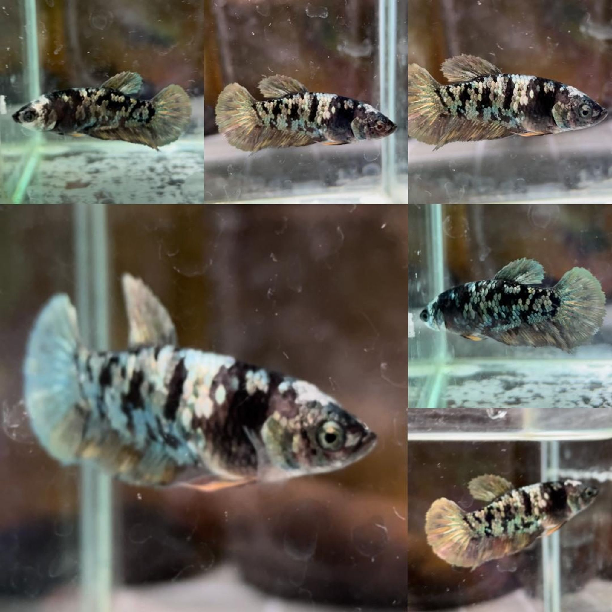 Copper Goldstar Avatar HMPK Betta (Female)
