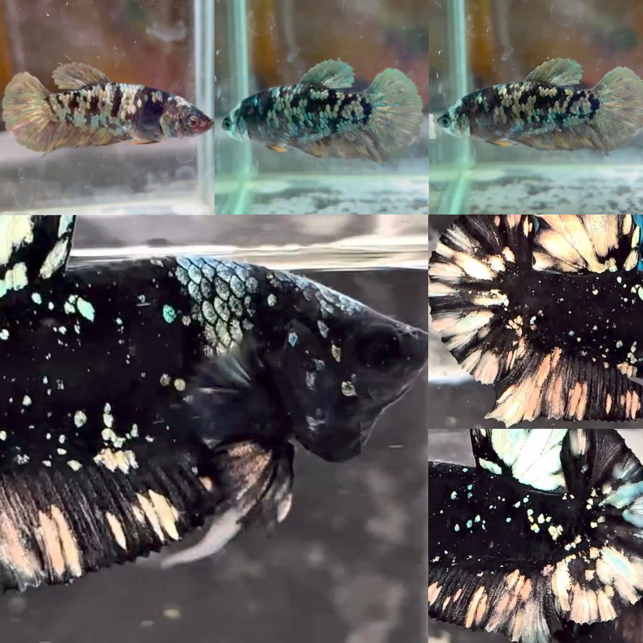 Copper Goldstar Avatar HMPK Betta (Pair)