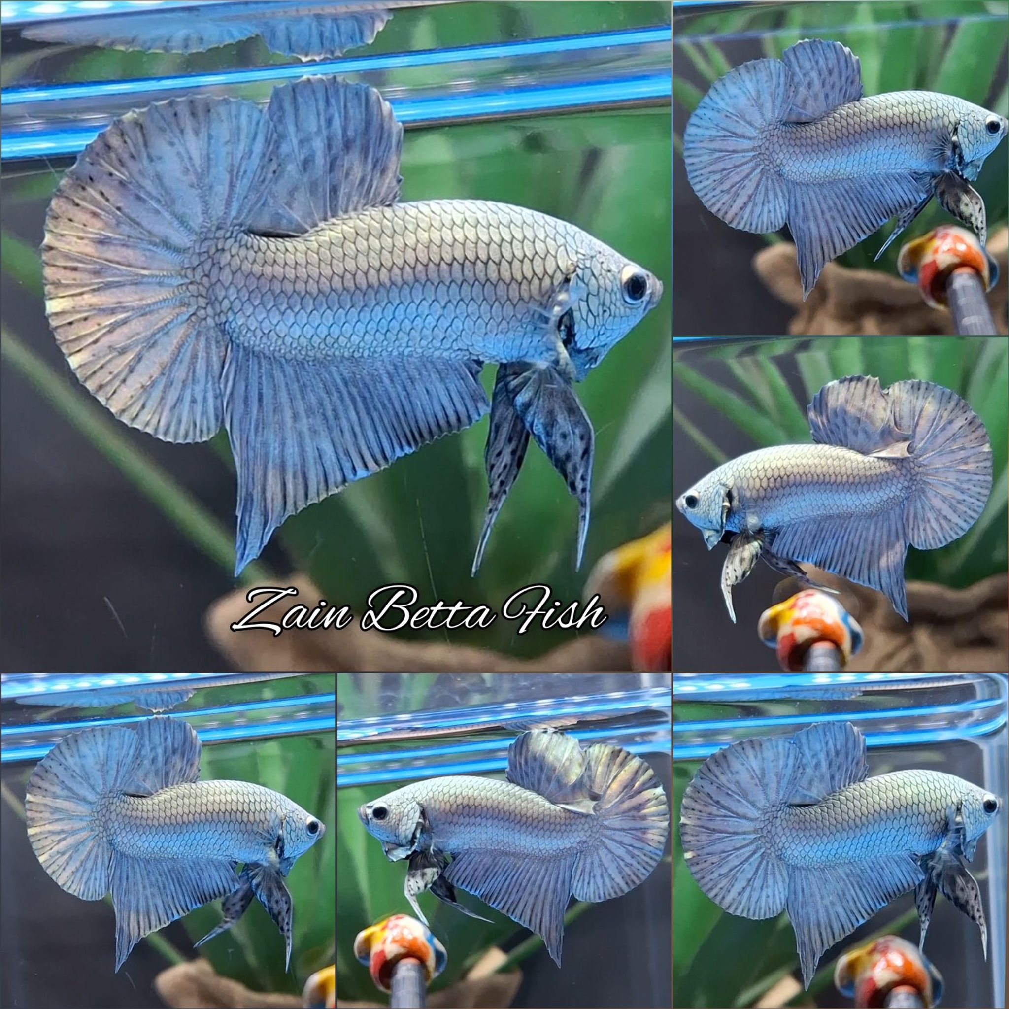 Betta Fish (Copper Solid)
