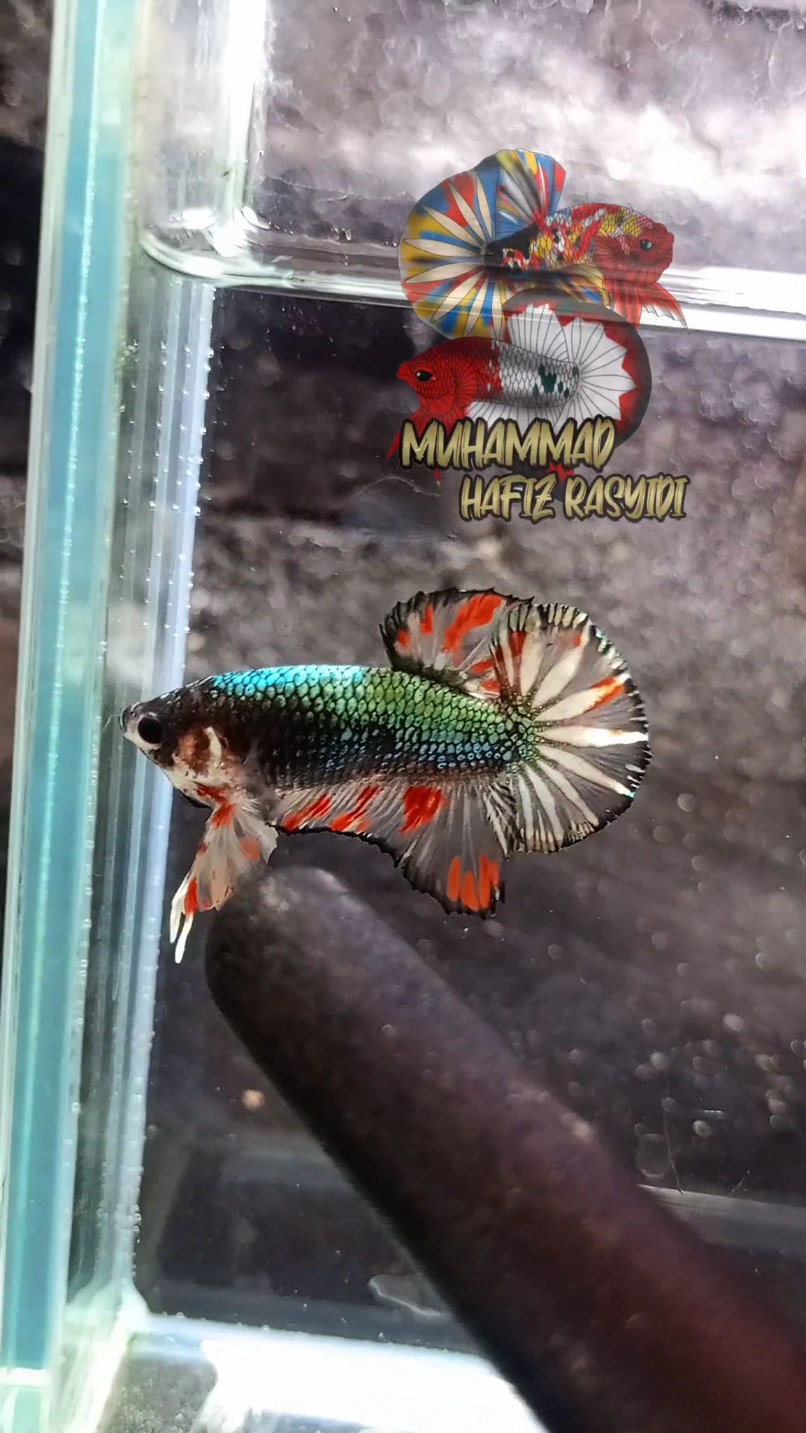 Copper aoc
