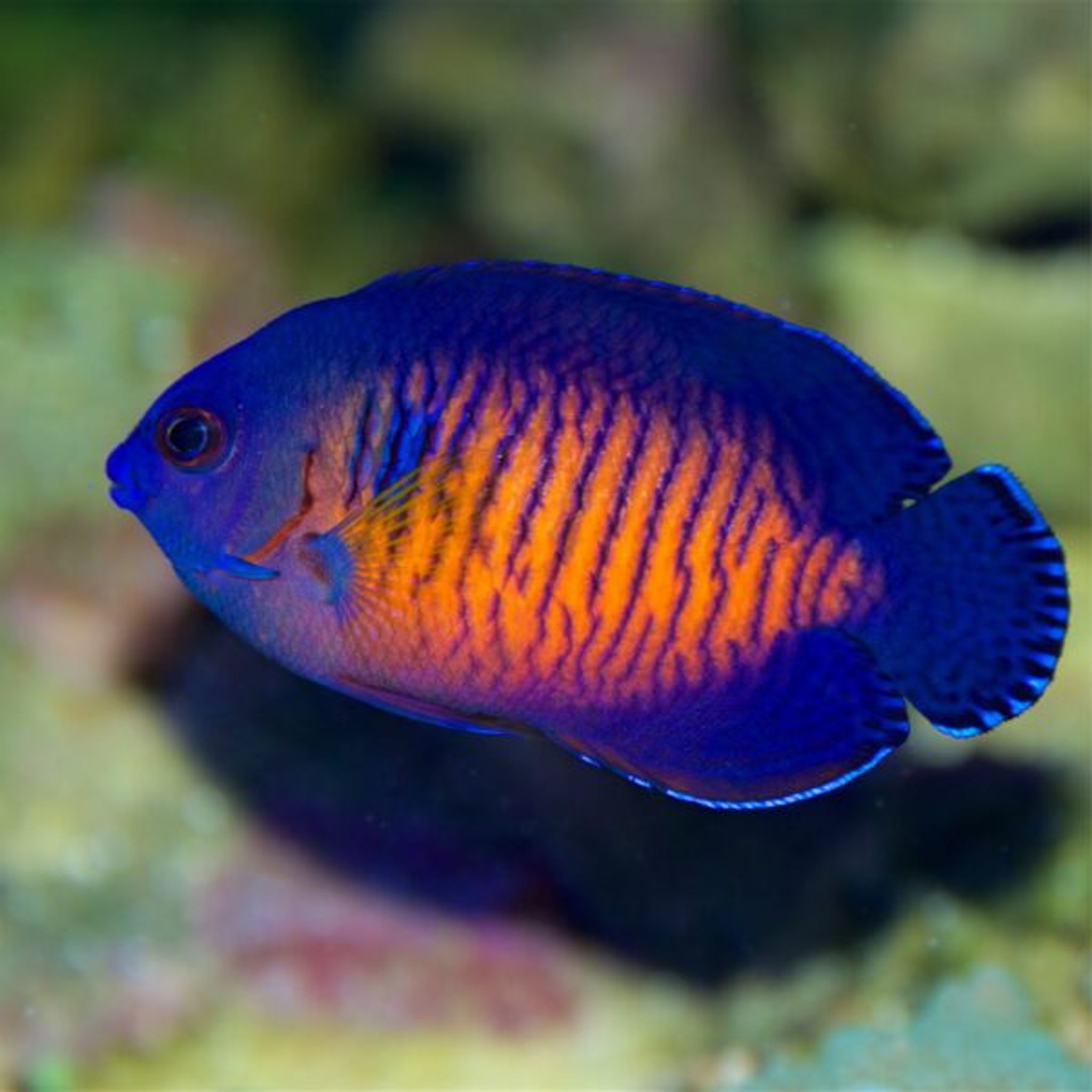 Coral Beauty Angelfish