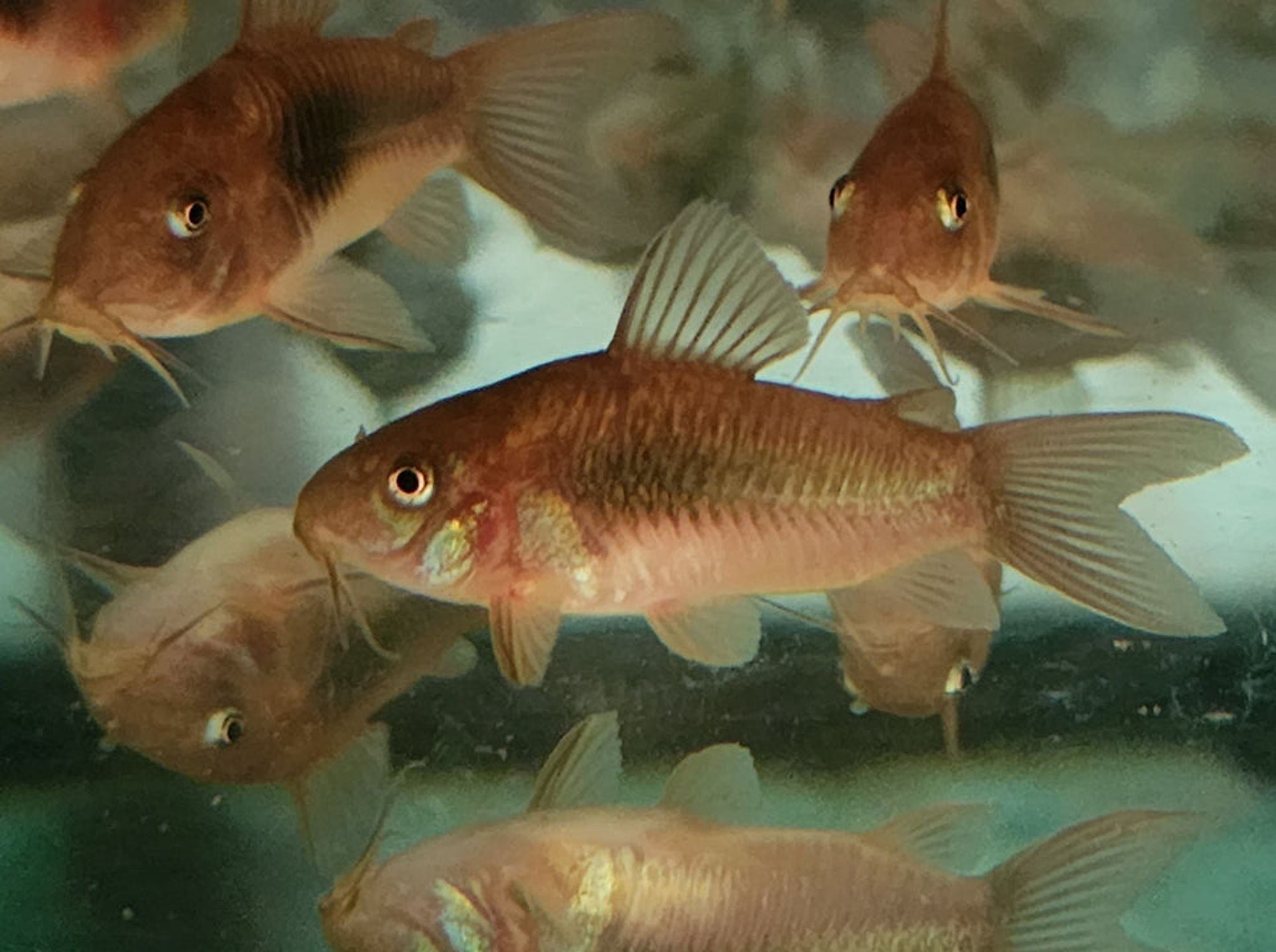 Corydoras Aeneus 3cm