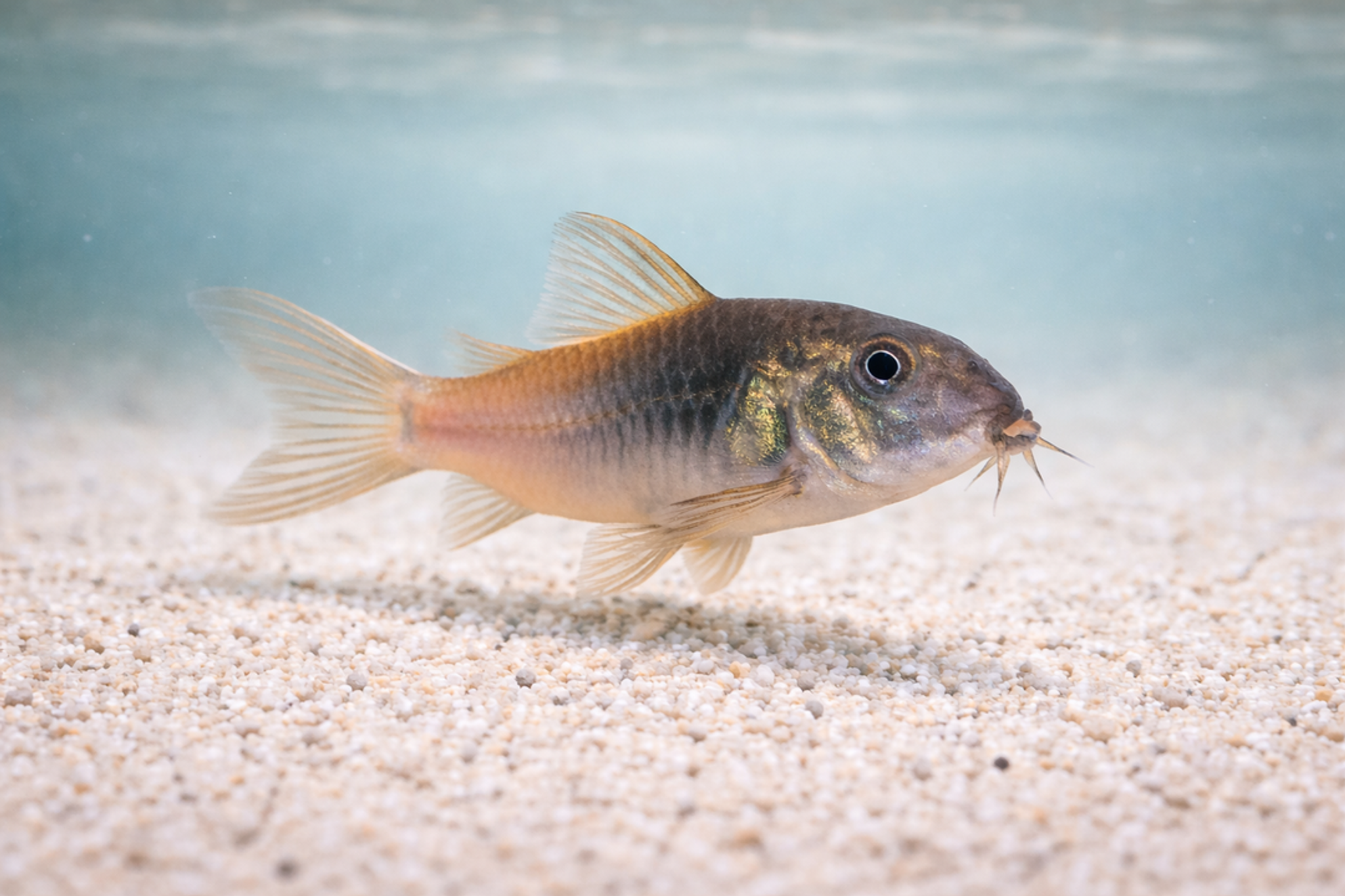 Corydoras CW217