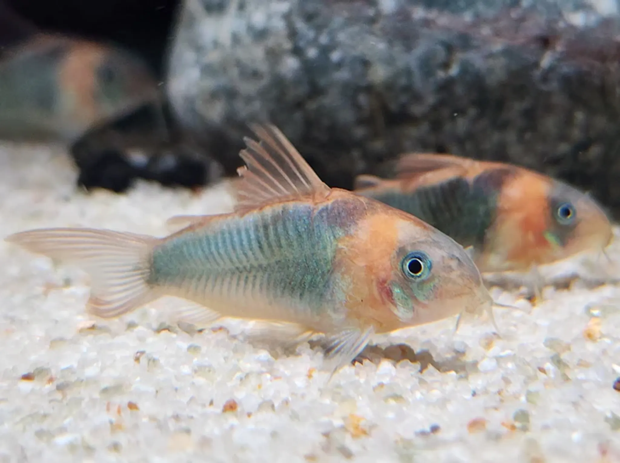 Corydoras Eques 4cm