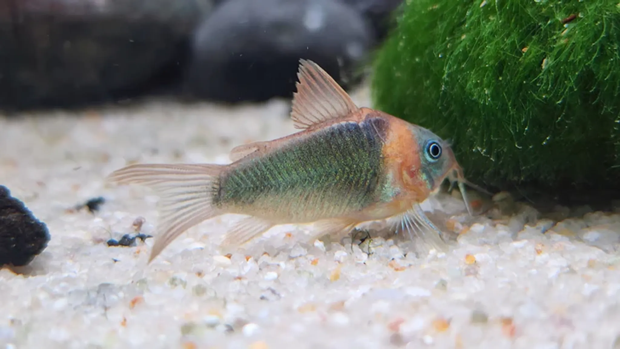 Corydoras Eques 4cm
