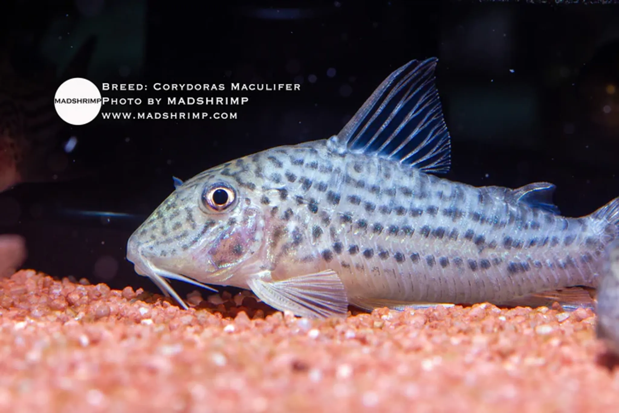 Corydoras Maculifer