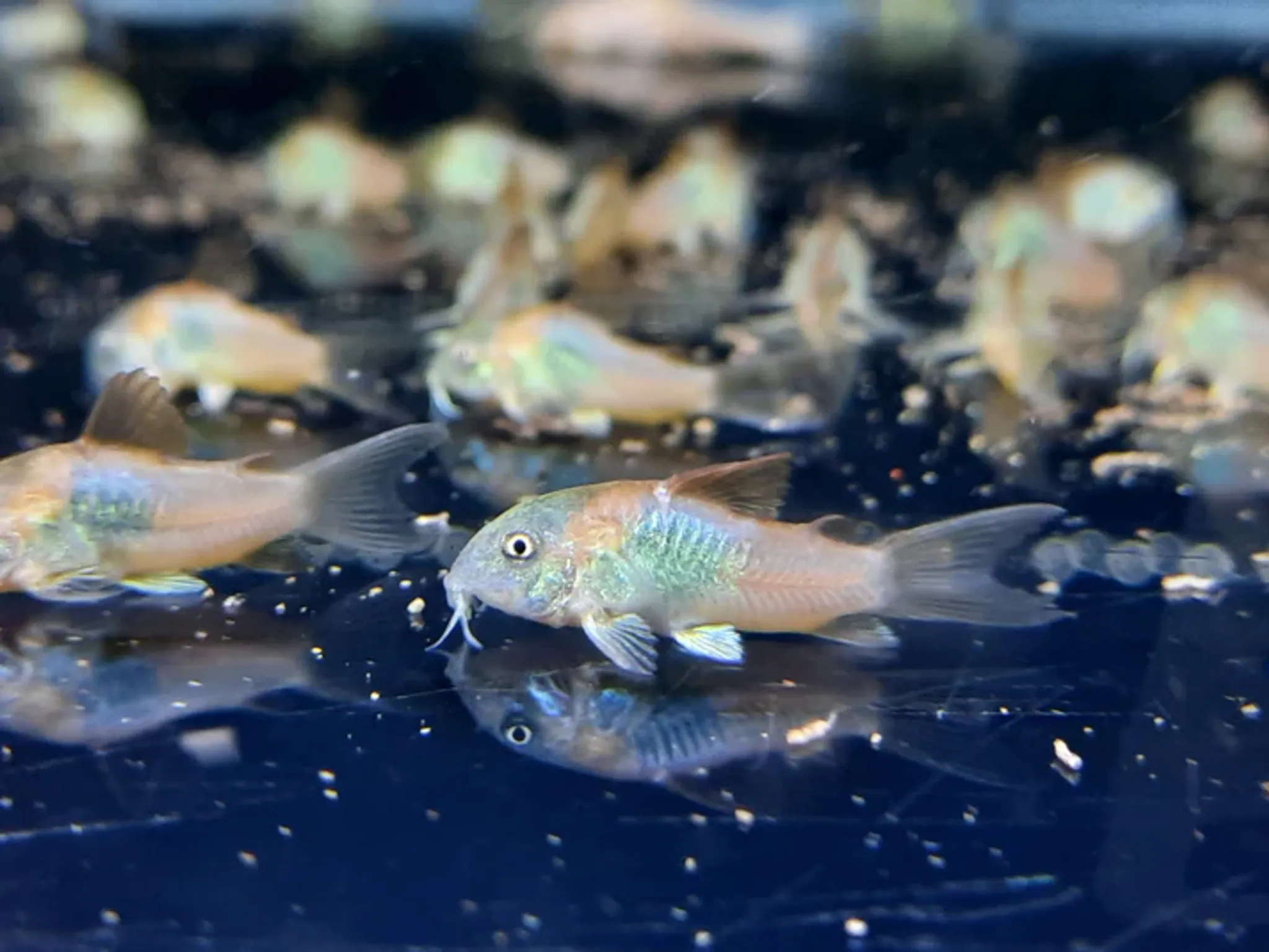 Corydoras Orange Venezuela 2.5cm