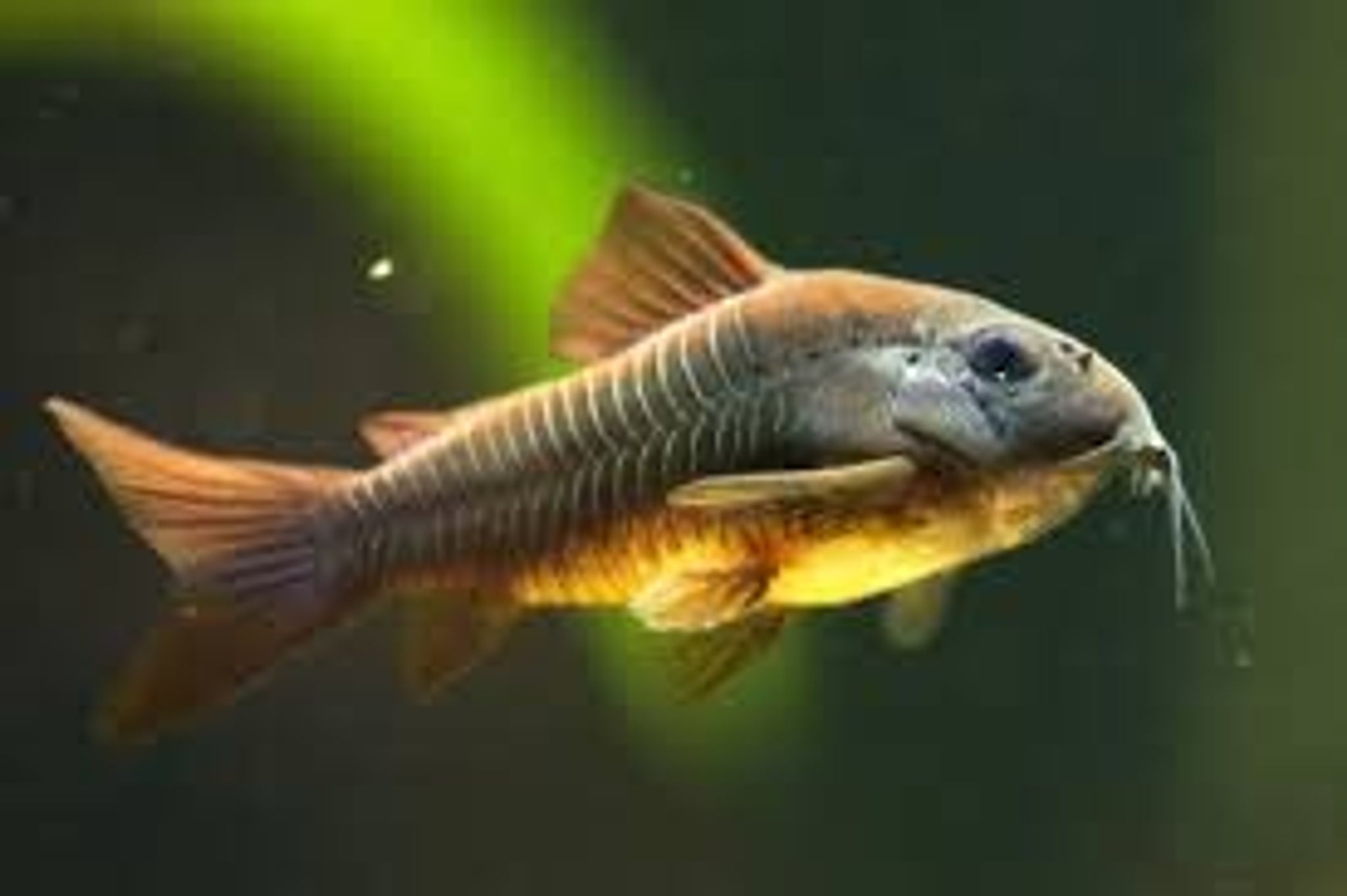 Corydoras Schultzei "Black Venezuela"