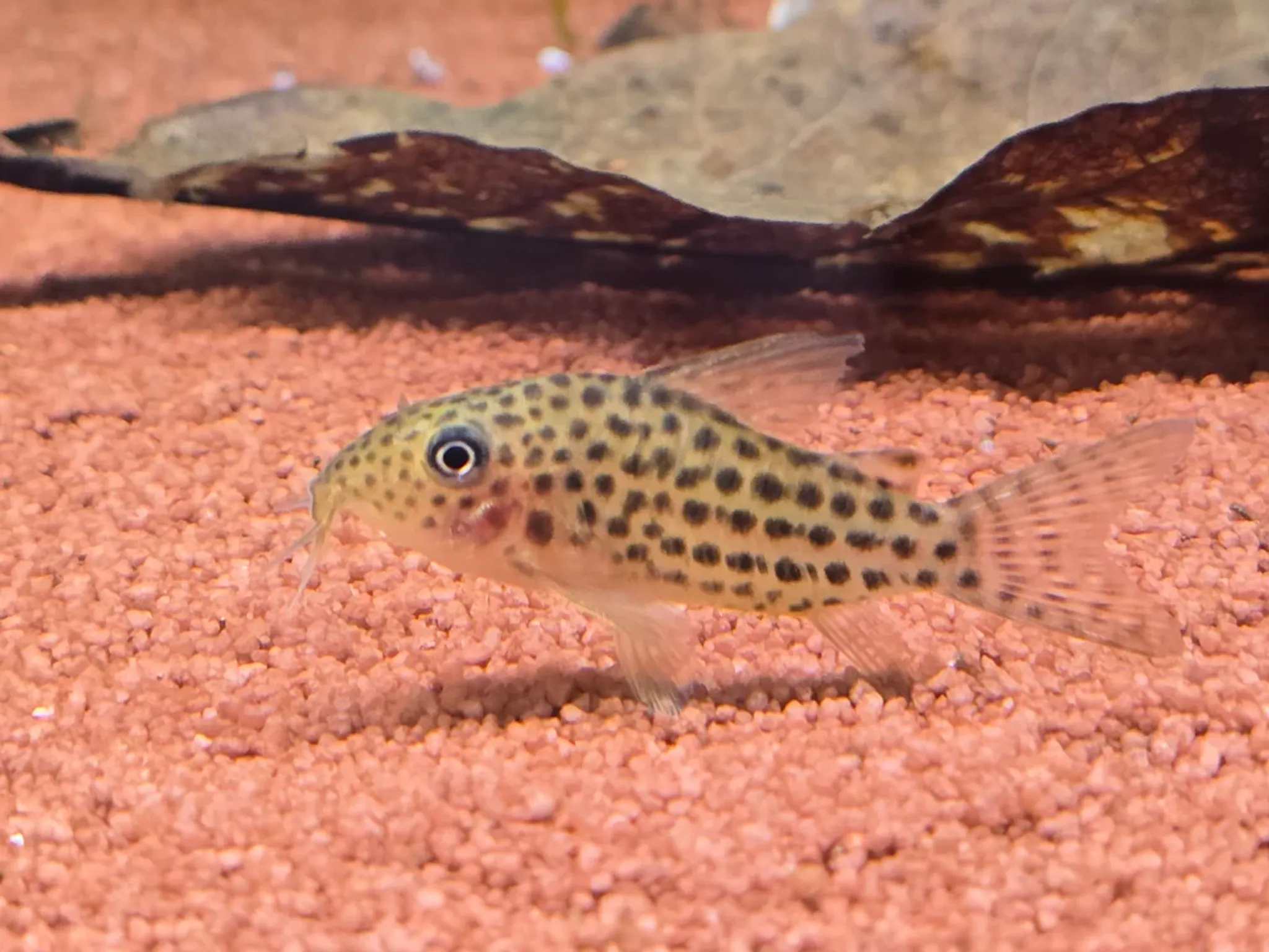 Corydoras araguaiensis C68 3cm