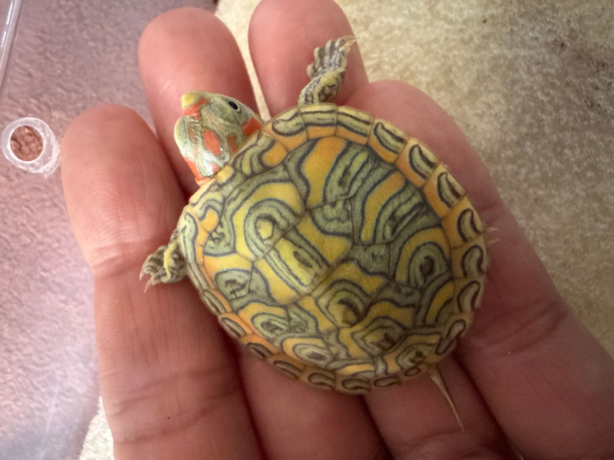 Crayon Terrapin