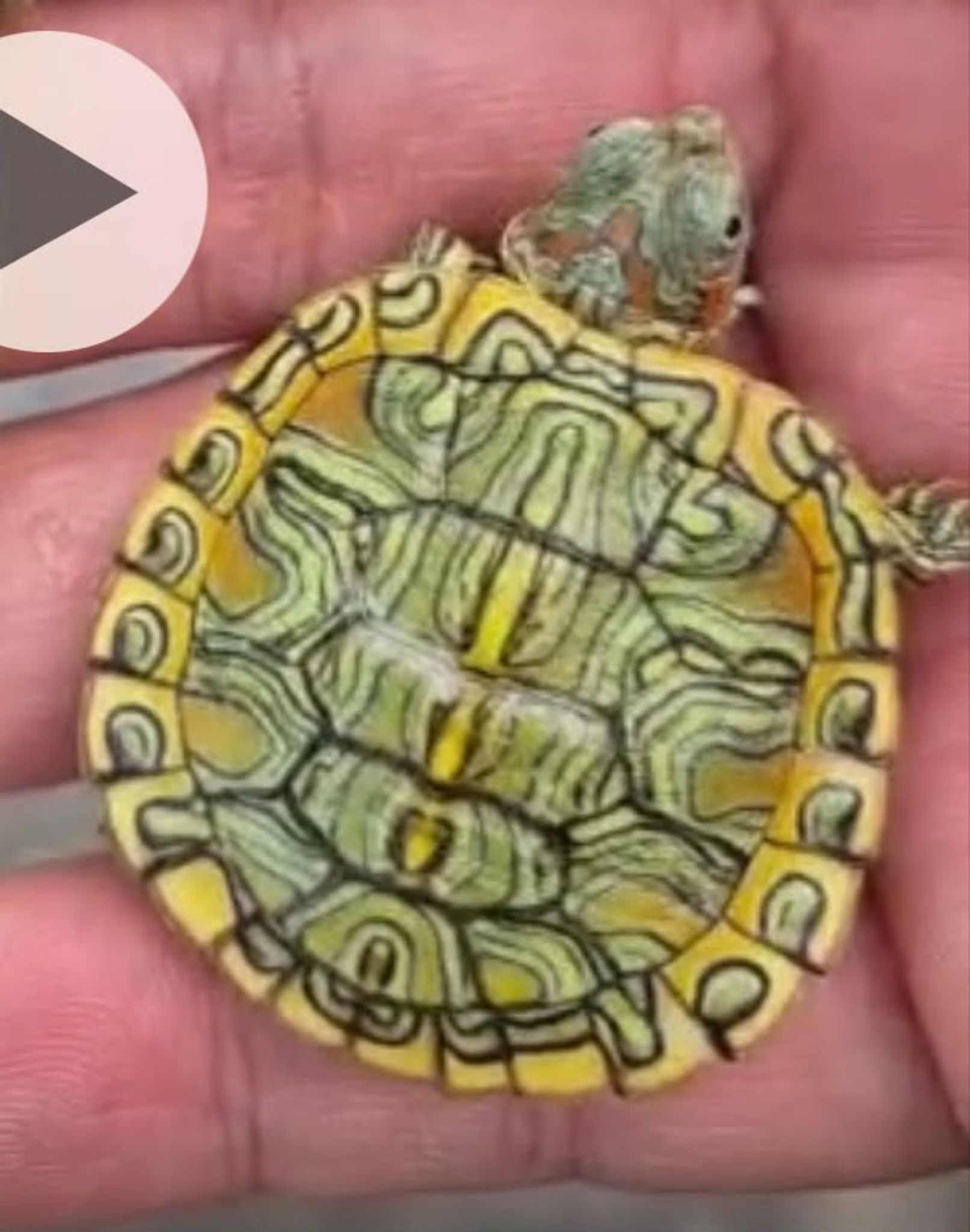Crayon terrapin (random pick)