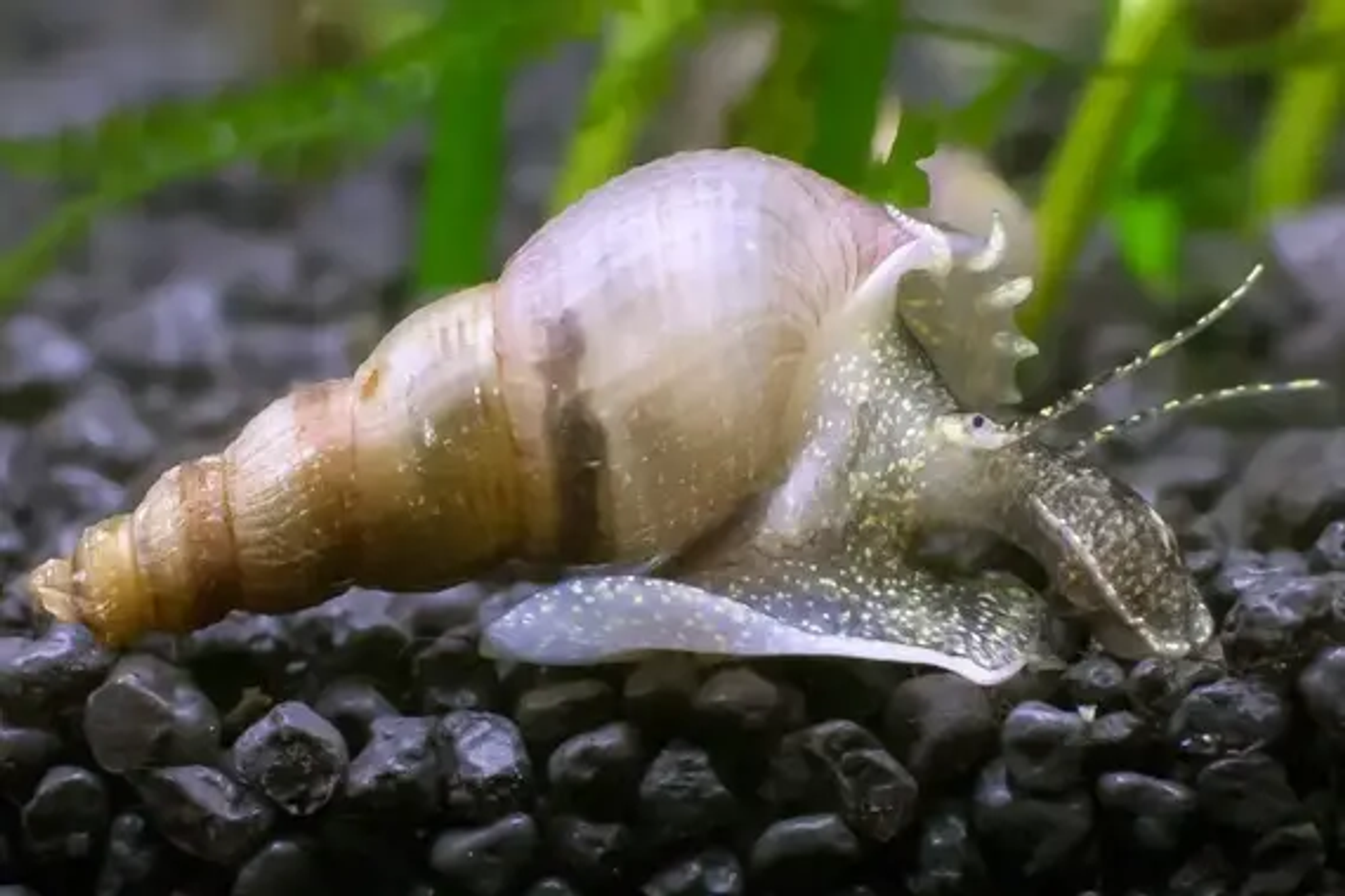 Cream White Malaysian Trumpet Snails (MTS)