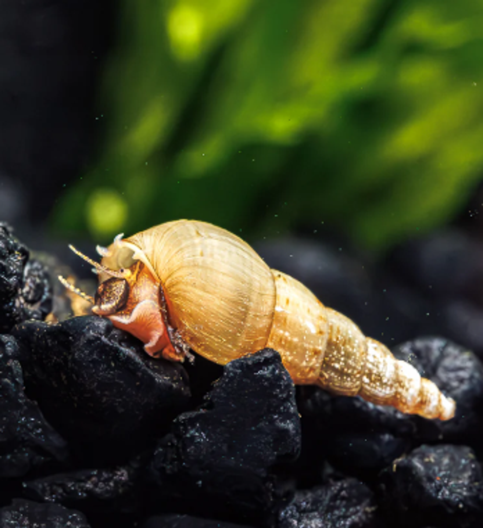 Cream White Malaysian Trumpet Snails (MTS)