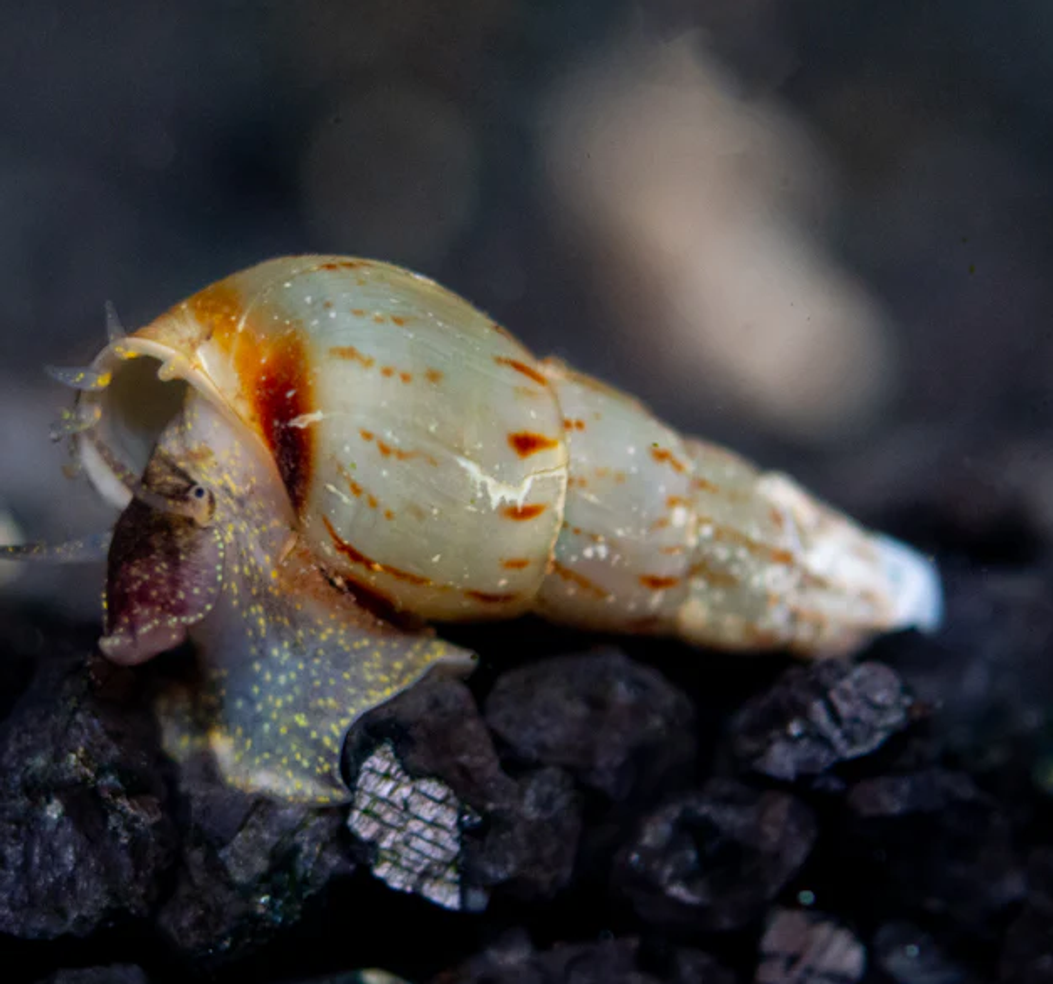 Cream White Malaysian Trumpet Snails (MTS)
