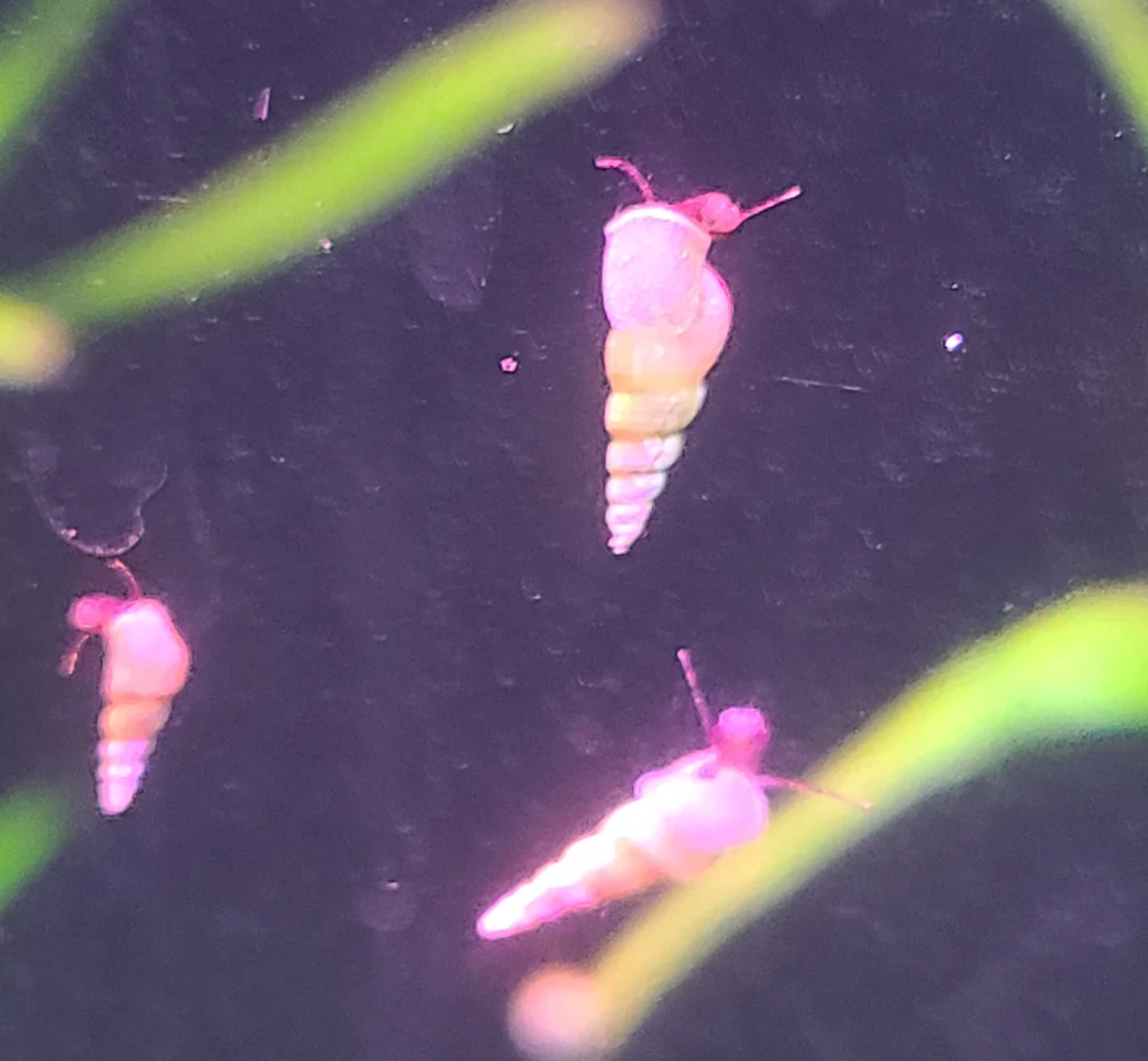 Cream White Malaysian Trumpet Snails (MTS)