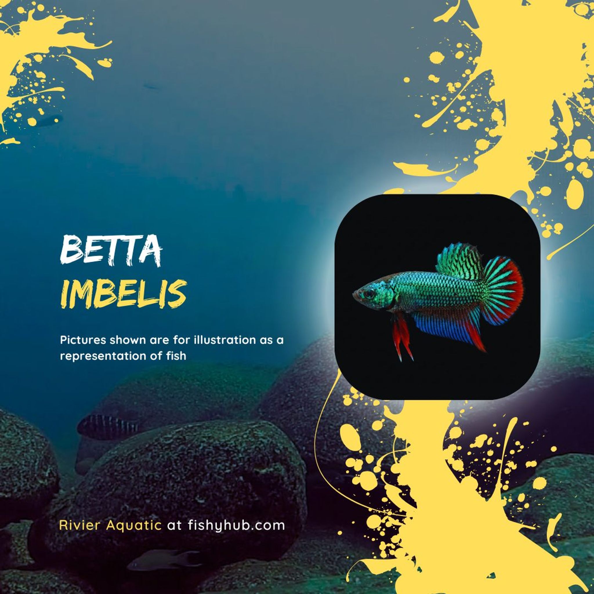 Crescent Betta (Betta Imbelis)